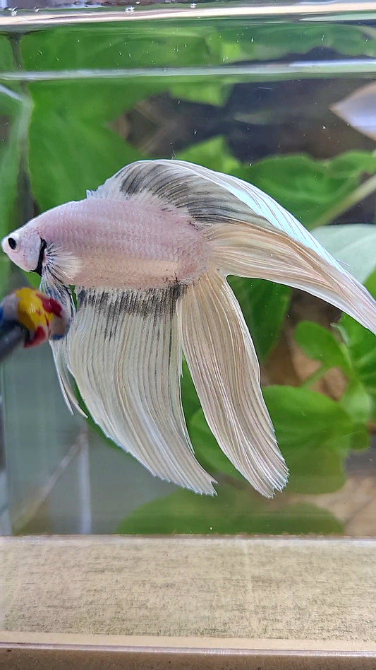 XL VEILTAIL DOUBLE TAIL SOFT GOLD COPPER WASH BETTA FISH