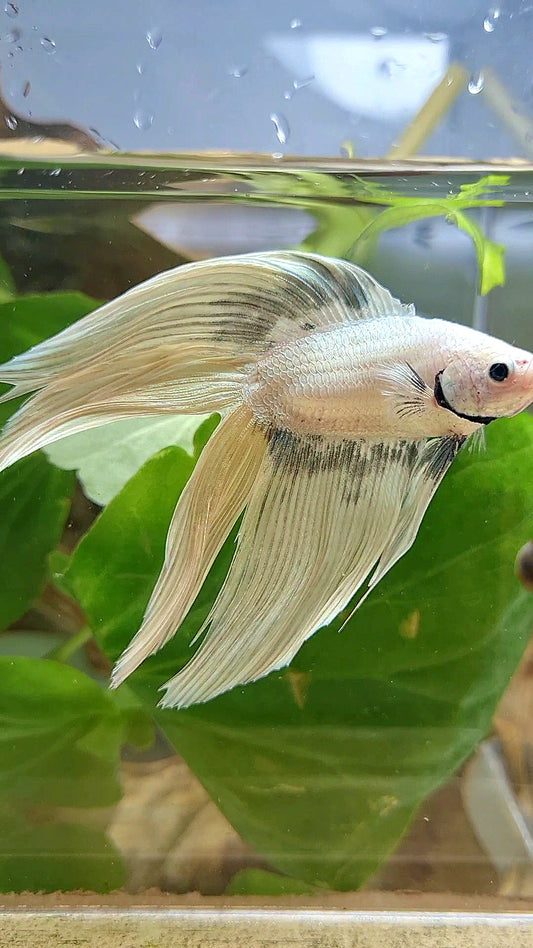 XL VEILTAIL DOUBLE TAIL SOFT GOLD COPPER WASH BETTA FISH