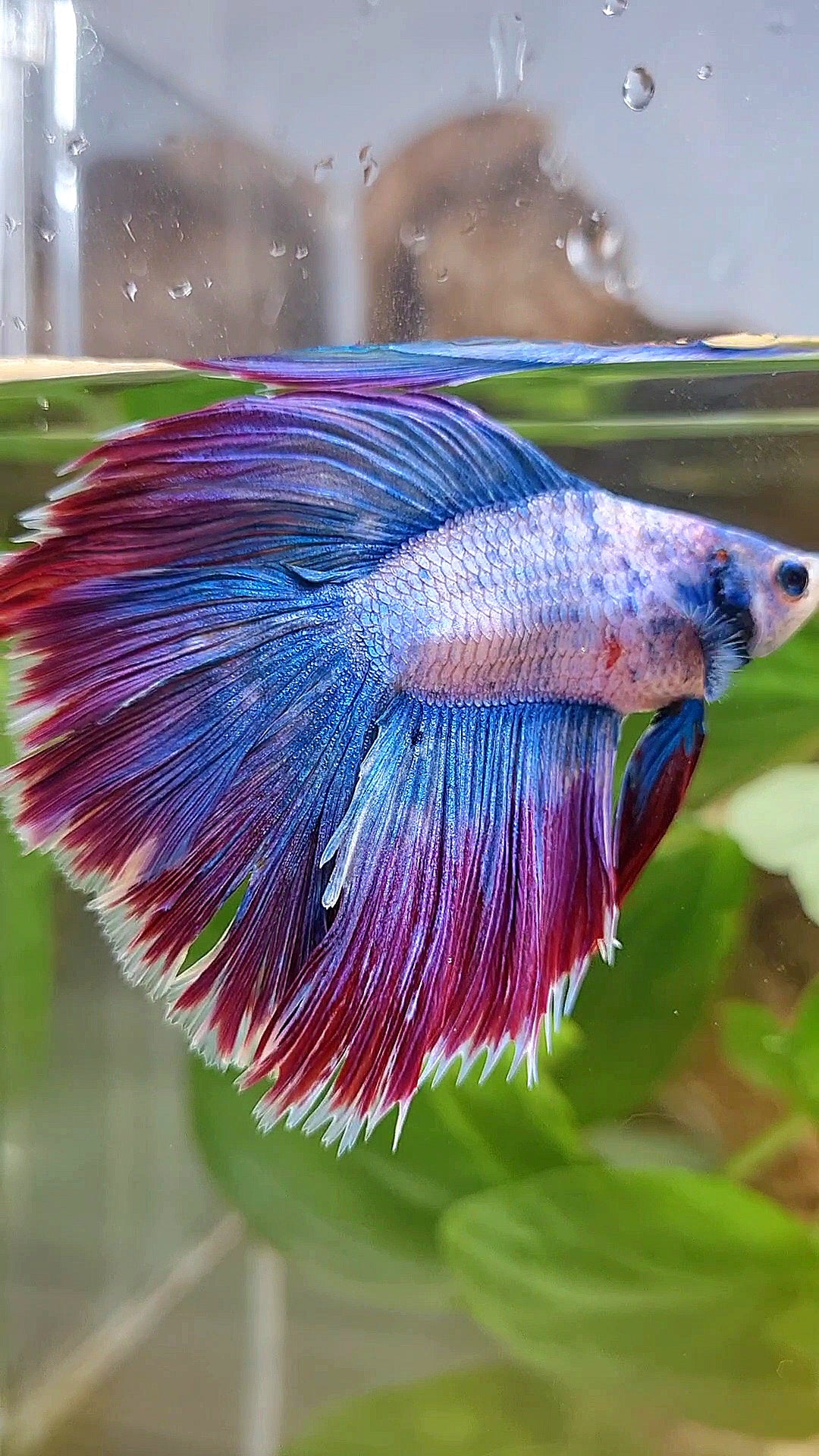 HALFMOON DOUBLE TAIL WAROCHAI PURPLE MASCOT BETTA FISH
