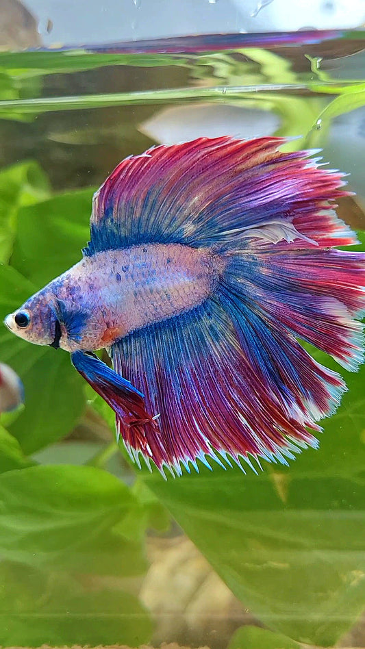 HALFMOON DOUBLE TAIL WAROCHAI PURPLE MASCOT BETTA FISH
