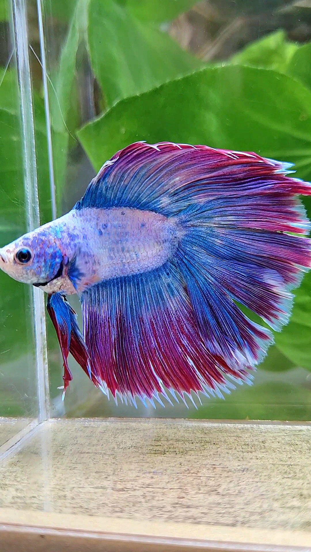 HALFMOON DOUBLE TAIL WAROCHAI PURPLE MASCOT BETTA FISH