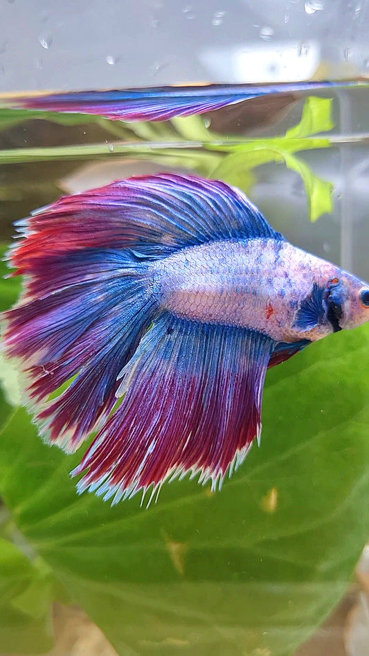 HALFMOON DOUBLE TAIL WAROCHAI PURPLE MASCOT BETTA FISH