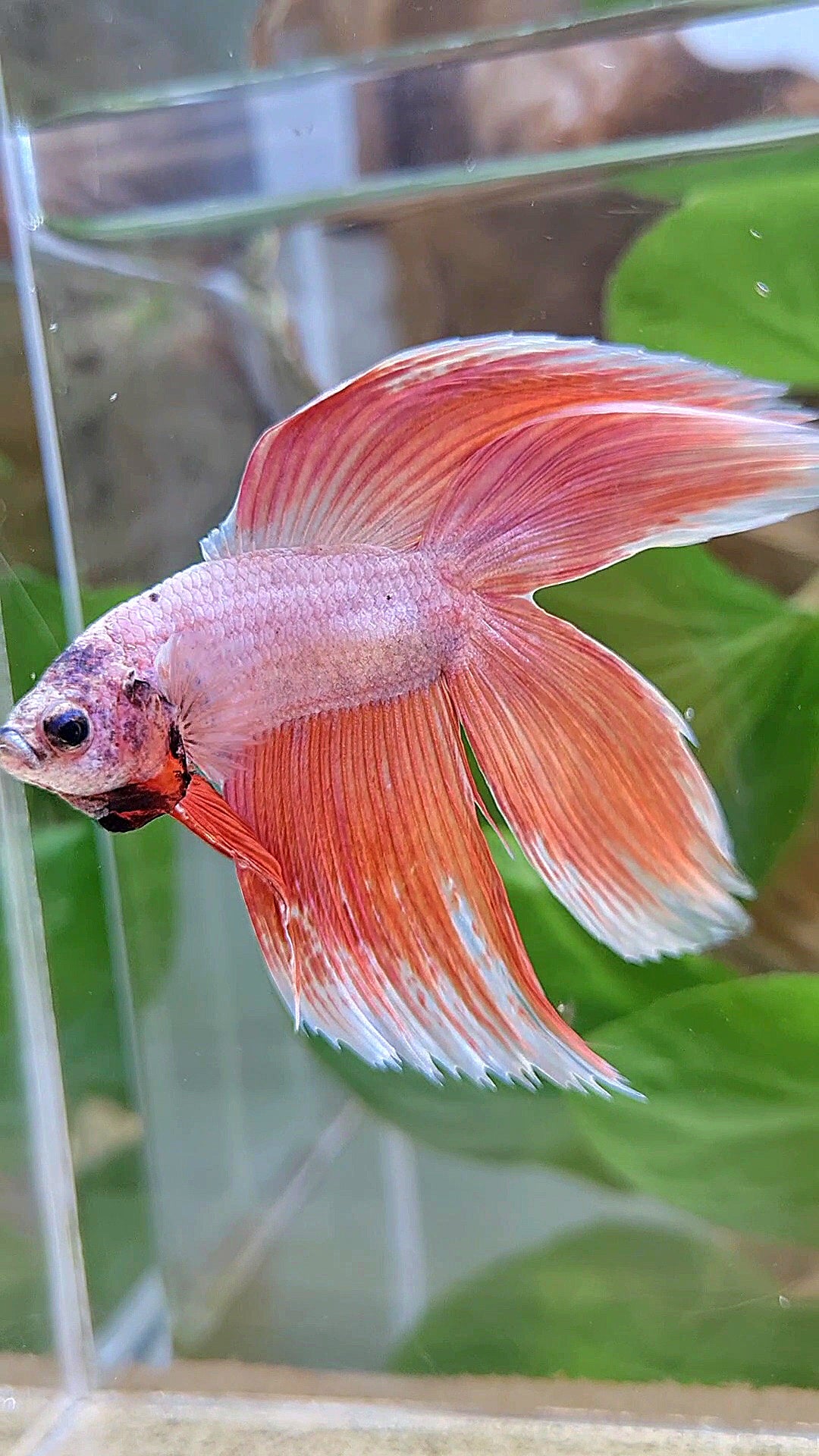 XL VEILTAIL DOUBLE TAIL ORANGE PEACH BETTA FISH