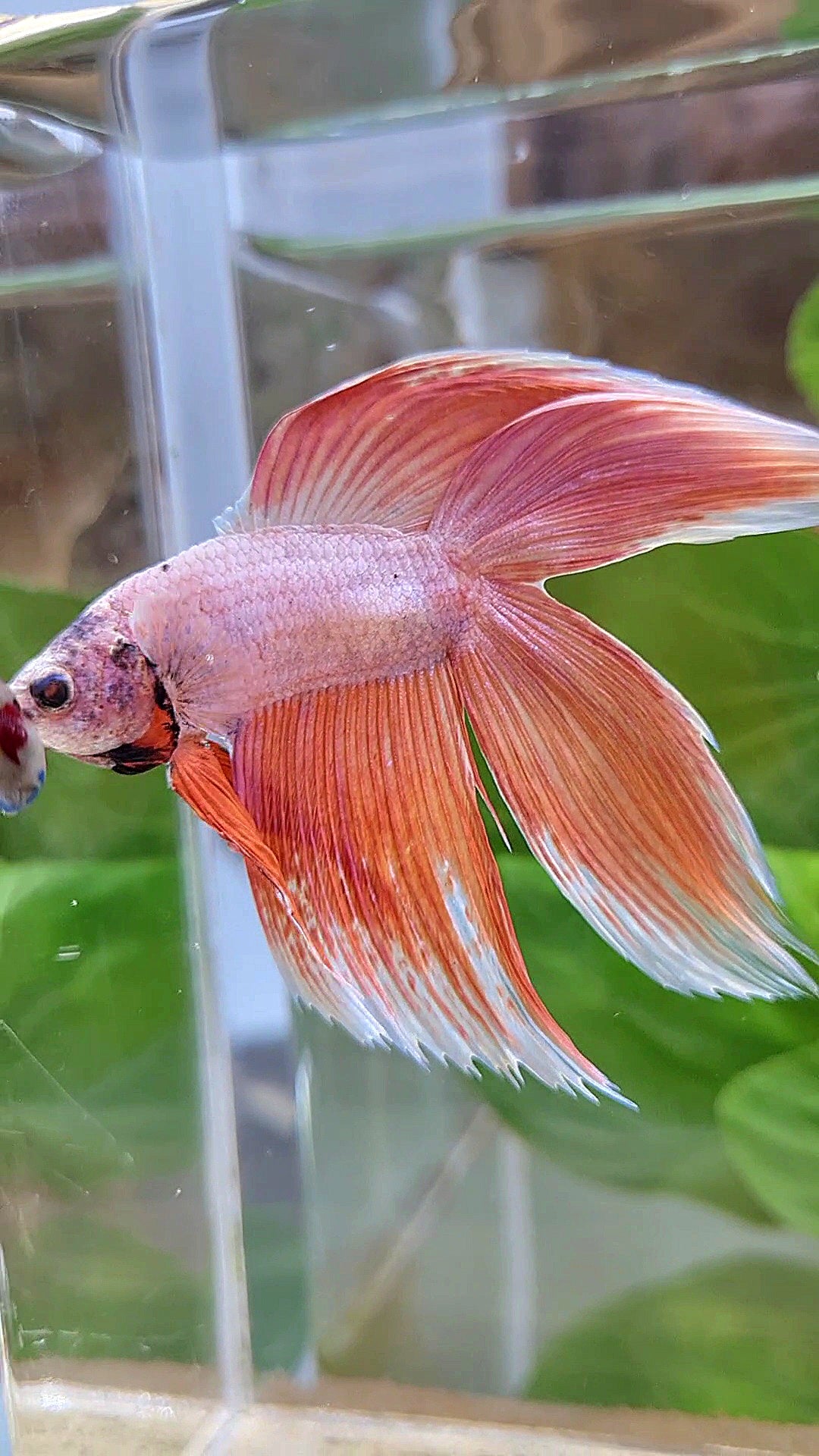 XL VEILTAIL DOUBLE TAIL ORANGE PEACH BETTA FISH
