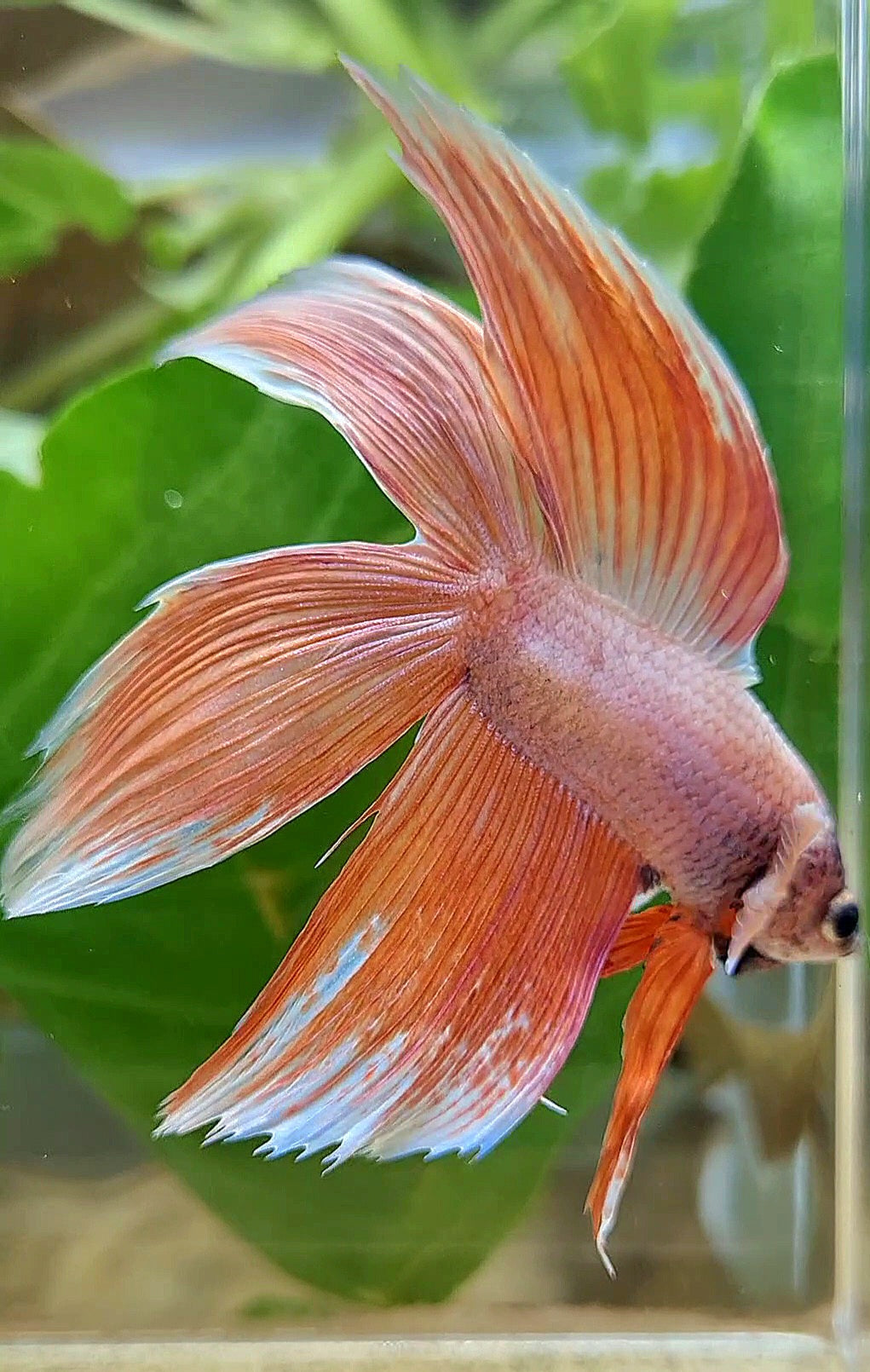 XL VEILTAIL DOUBLE TAIL ORANGE PEACH BETTA FISH
