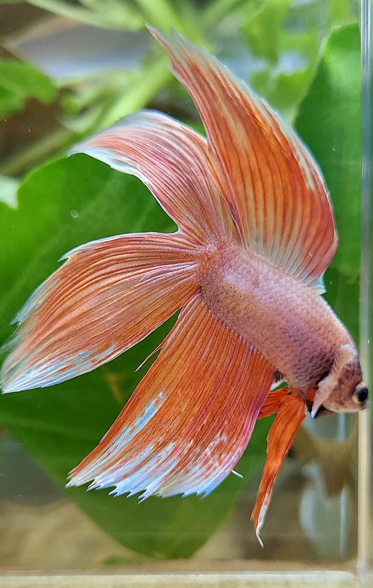 XL VEILTAIL DOUBLE TAIL ORANGE PEACH BETTA FISH