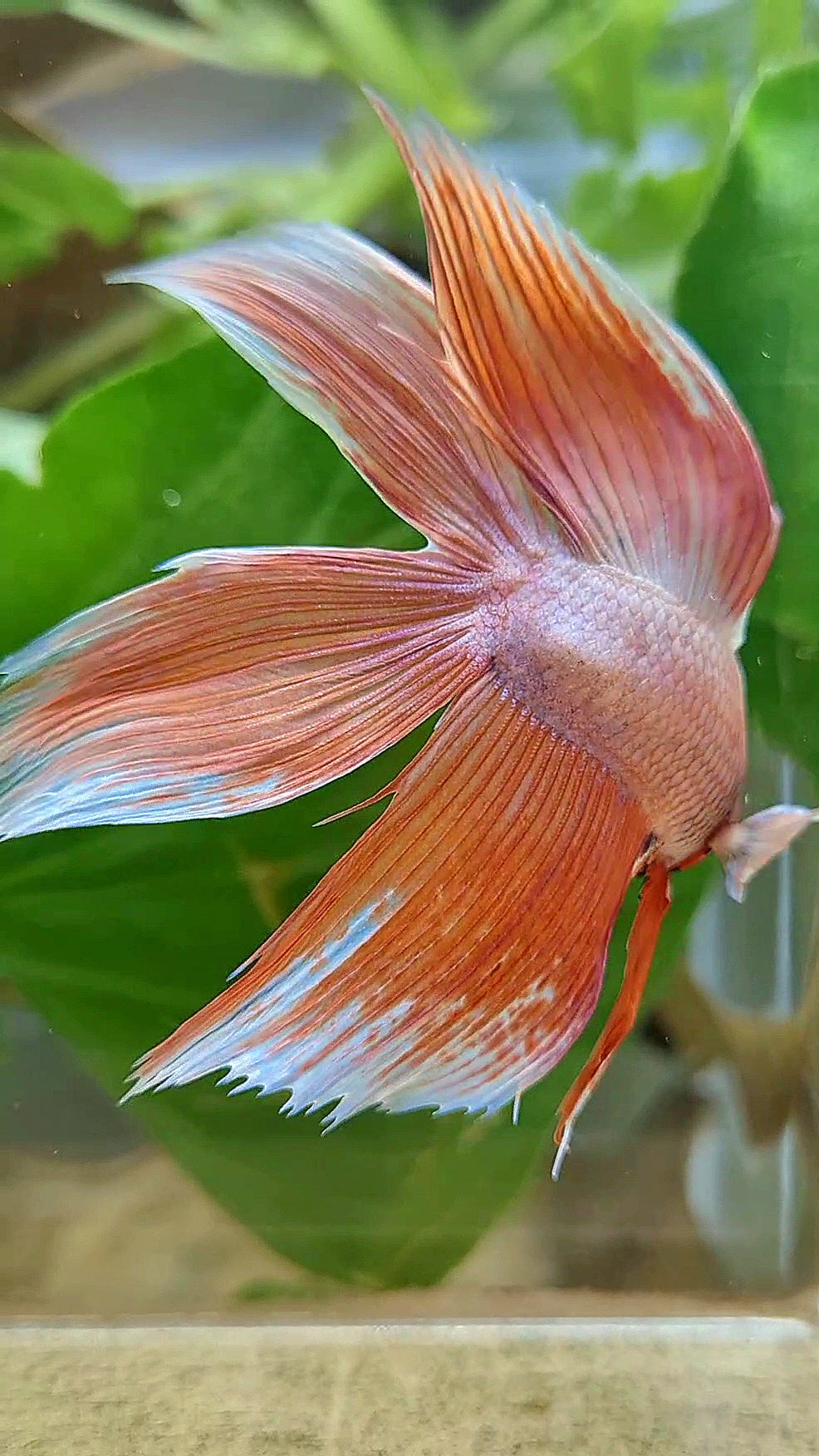 XL VEILTAIL DOUBLE TAIL ORANGE PEACH BETTA FISH