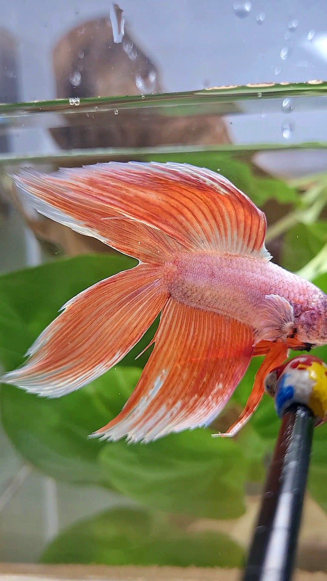 XL VEILTAIL DOUBLE TAIL ORANGE PEACH BETTA FISH