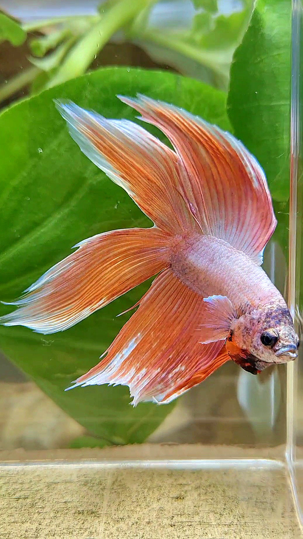 XL VEILTAIL DOUBLE TAIL ORANGE PEACH BETTA FISH