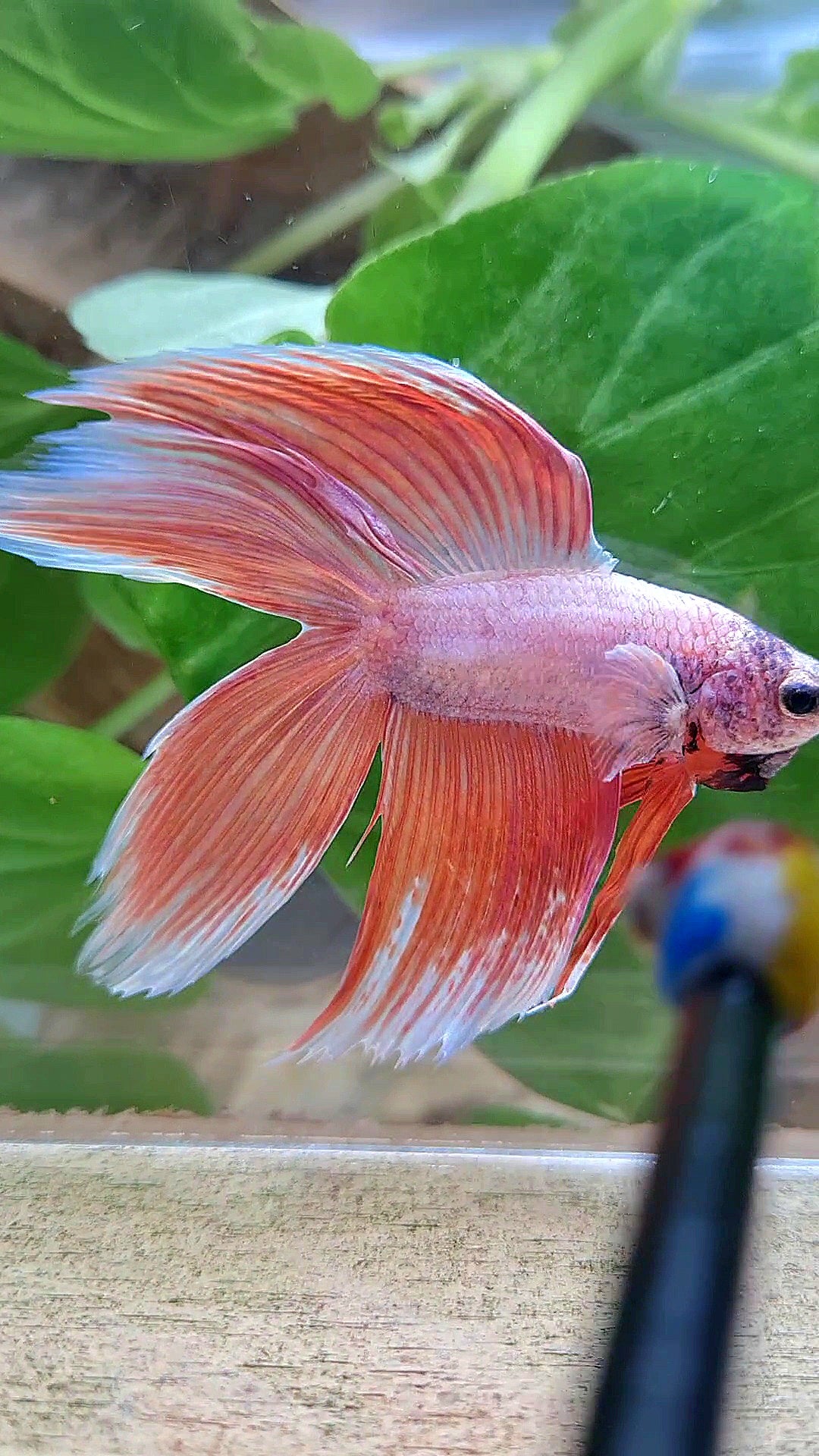 XL VEILTAIL DOUBLE TAIL ORANGE PEACH BETTA FISH