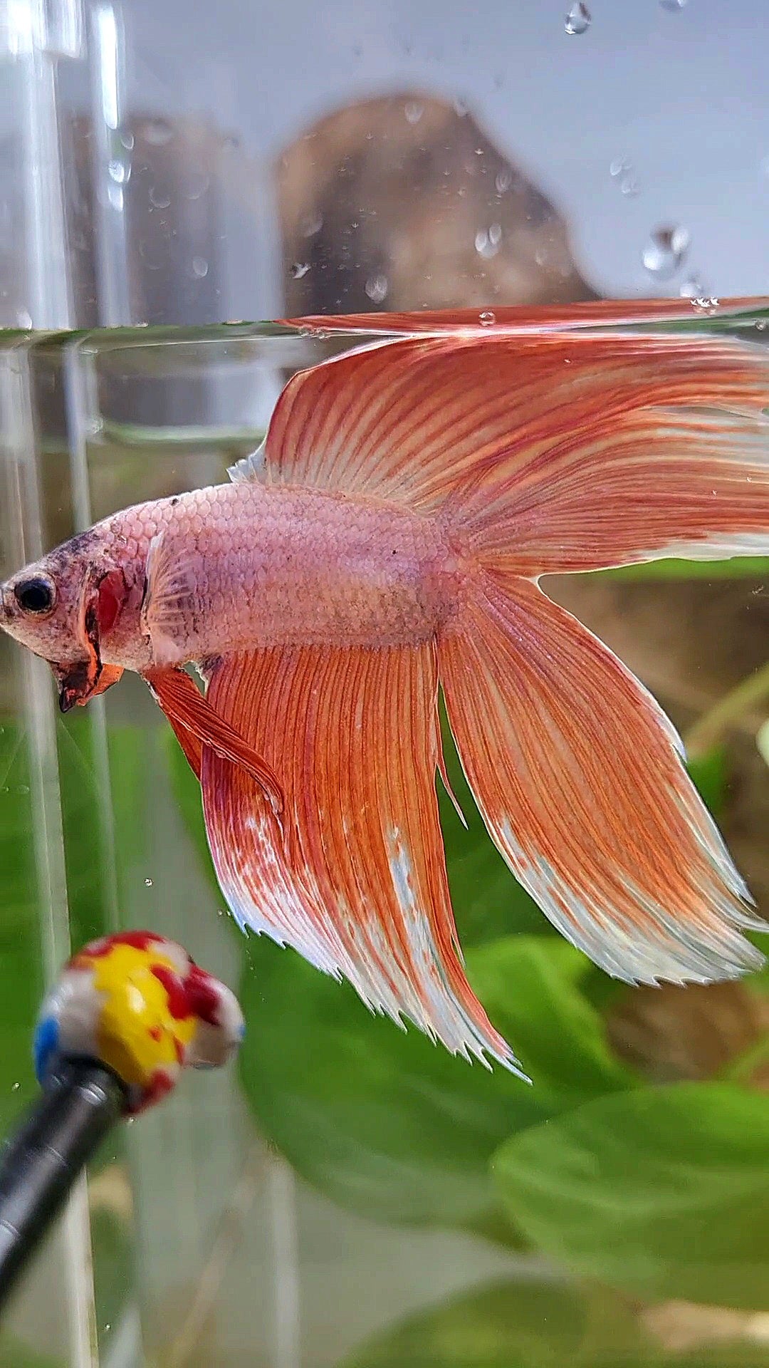 XL VEILTAIL DOUBLE TAIL ORANGE PEACH BETTA FISH