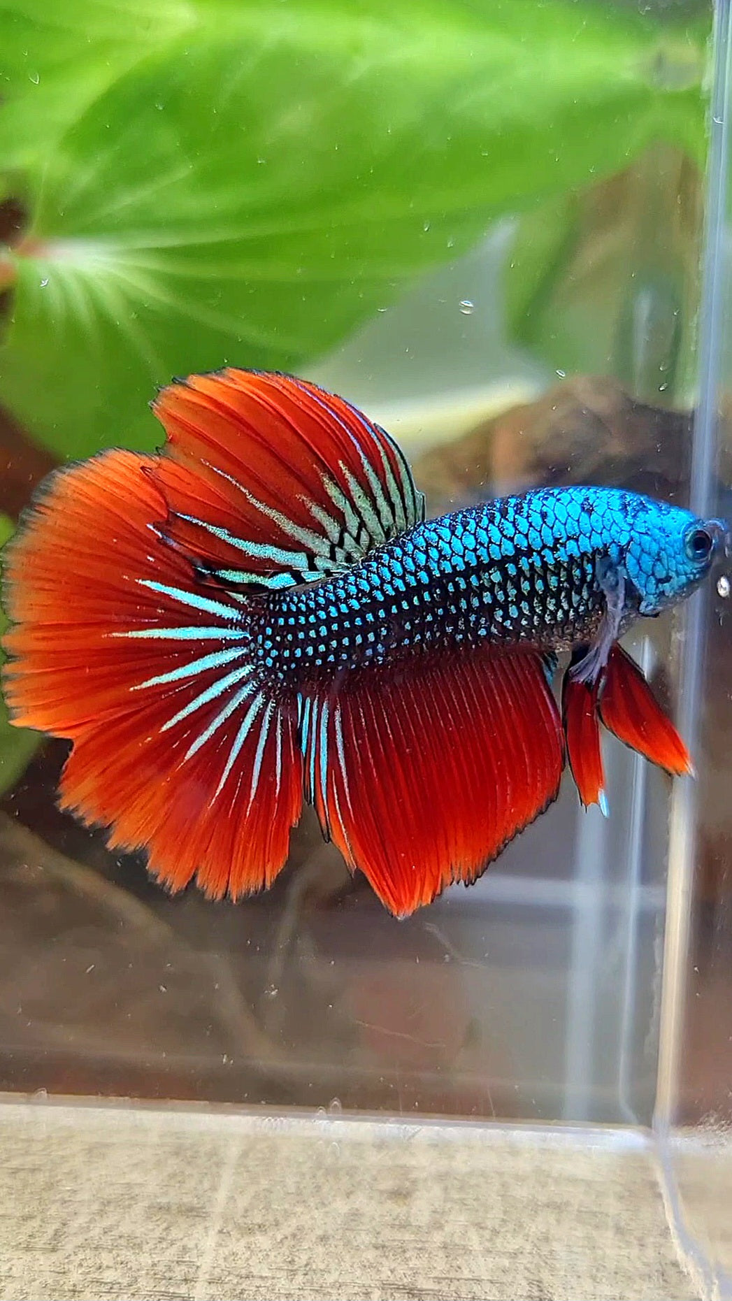HALFMOON IMBELIS RED BLUE GREEN HYBRID WILD BETTA FISH