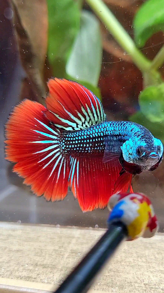 HALFMOON IMBELIS RED BLUE GREEN HYBRID WILD BETTA FISH