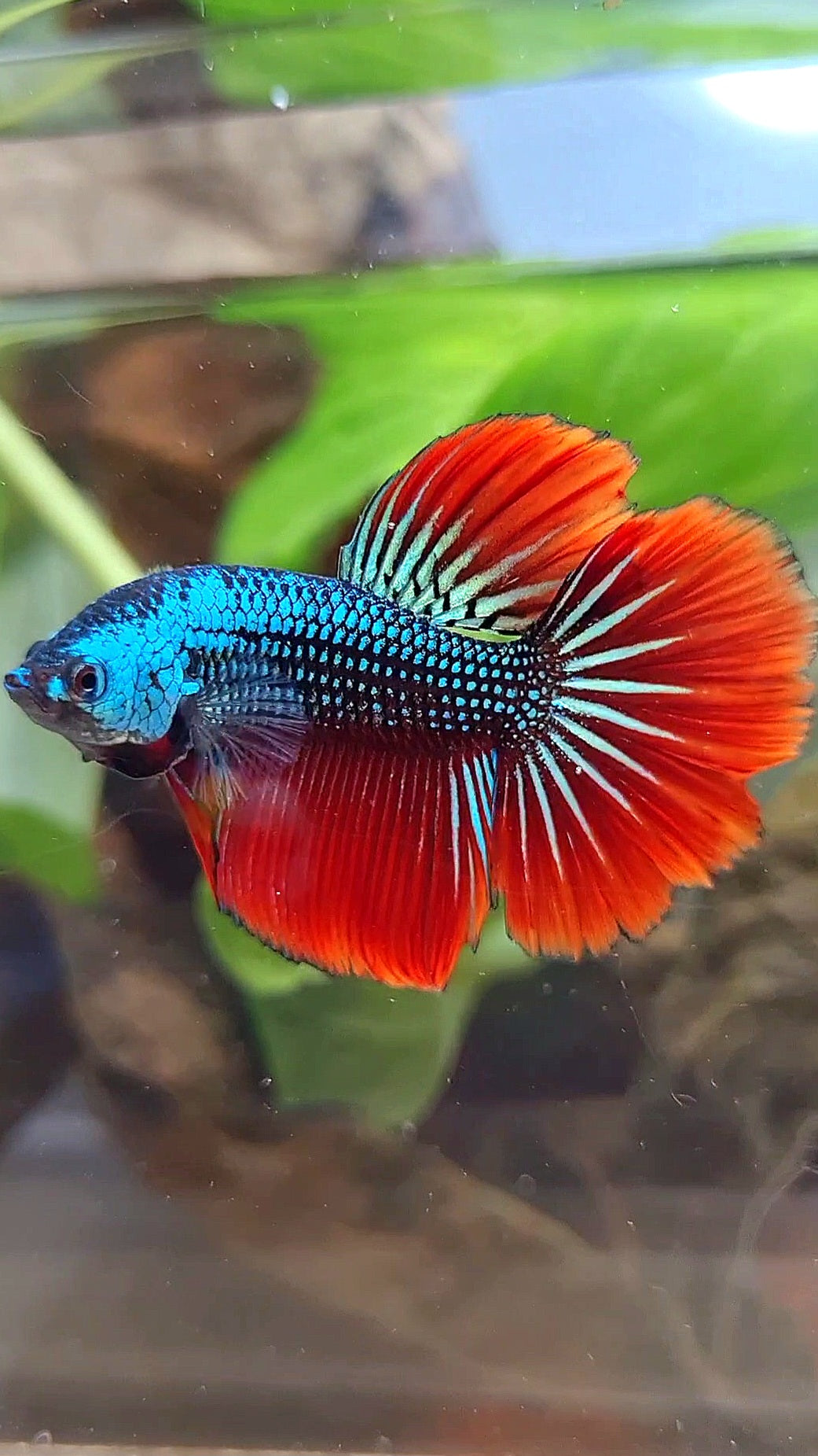 HALFMOON IMBELIS RED BLUE GREEN HYBRID WILD BETTA FISH
