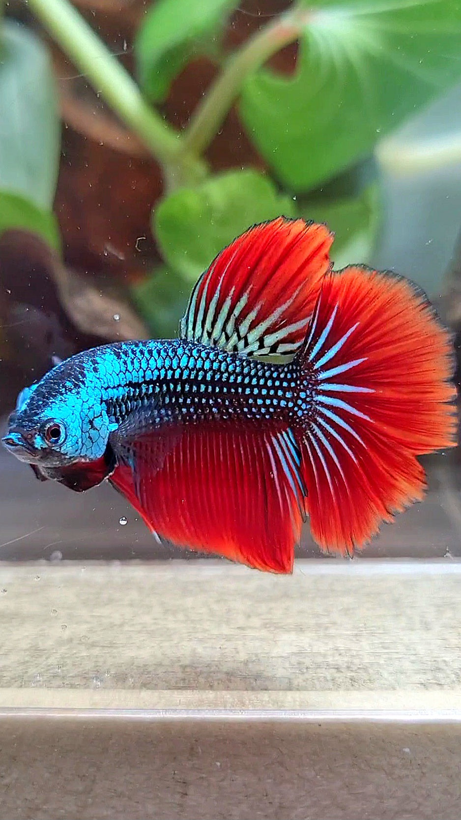 HALFMOON IMBELIS RED BLUE GREEN HYBRID WILD BETTA FISH