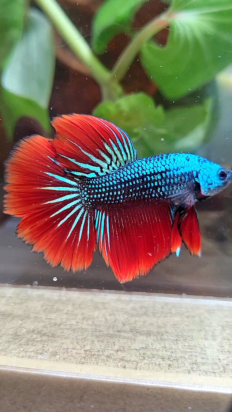 HALFMOON IMBELIS RED BLUE GREEN HYBRID WILD BETTA FISH