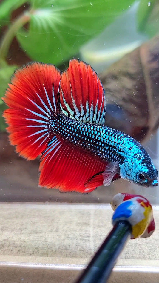 HALFMOON IMBELIS RED BLUE GREEN HYBRID WILD BETTA FISH