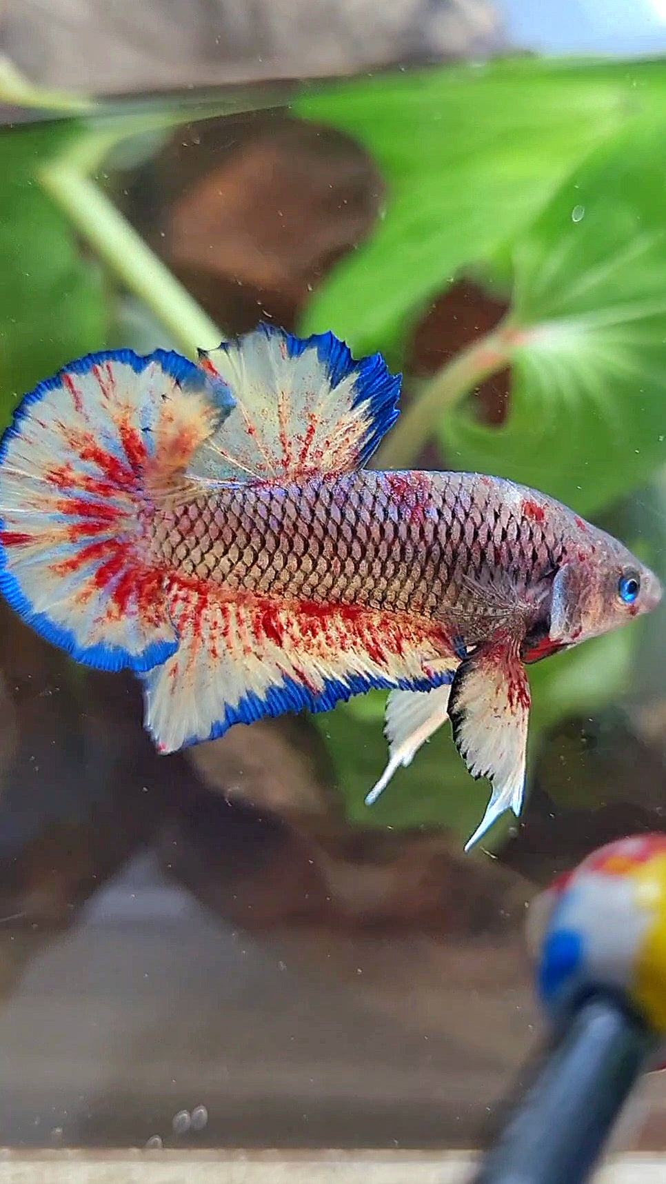 PLAKAT SUPER VANDA DARK PINEAPPLE BETTA FISH