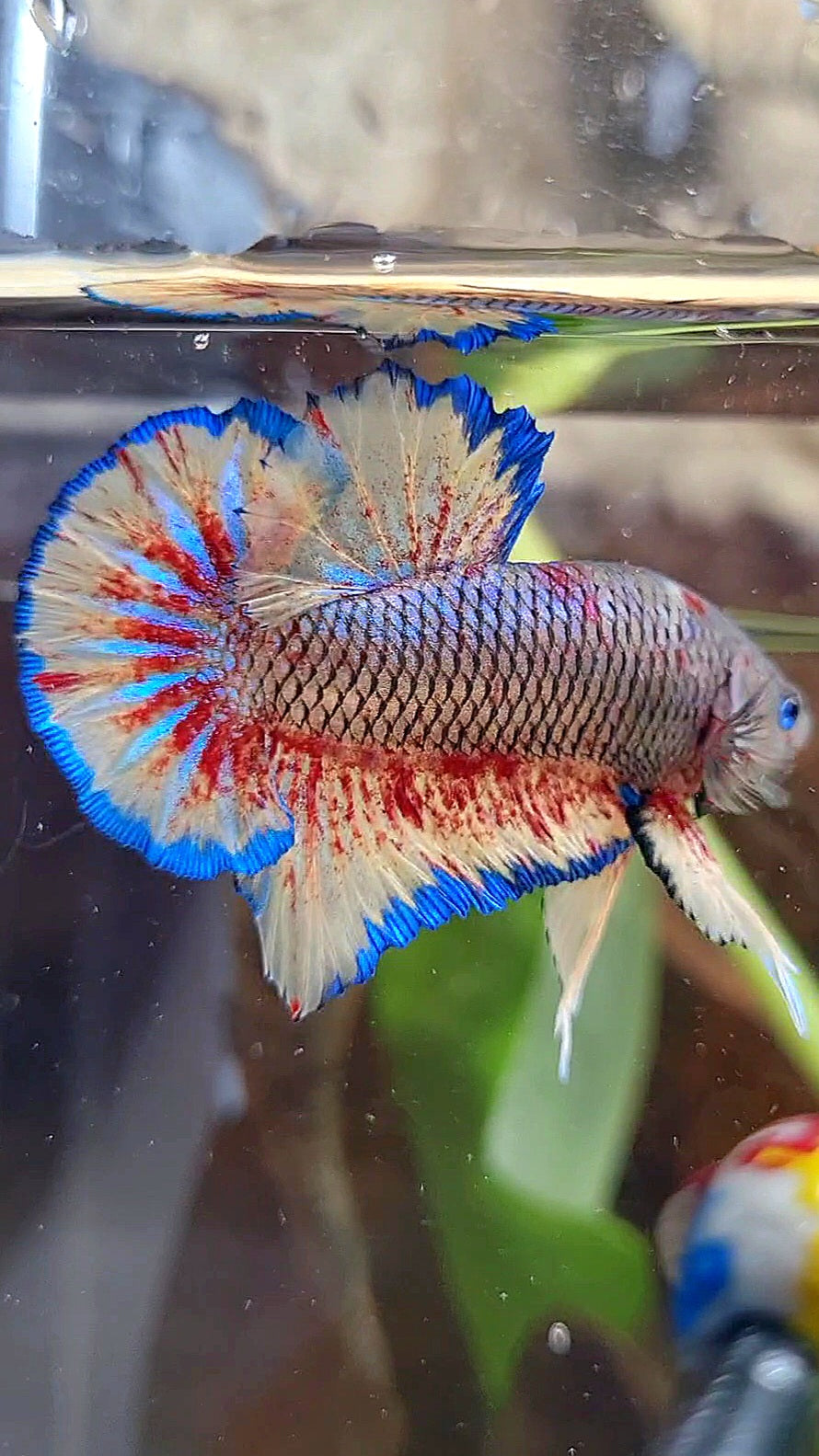 PLAKAT SUPER VANDA DARK PINEAPPLE BETTA FISH