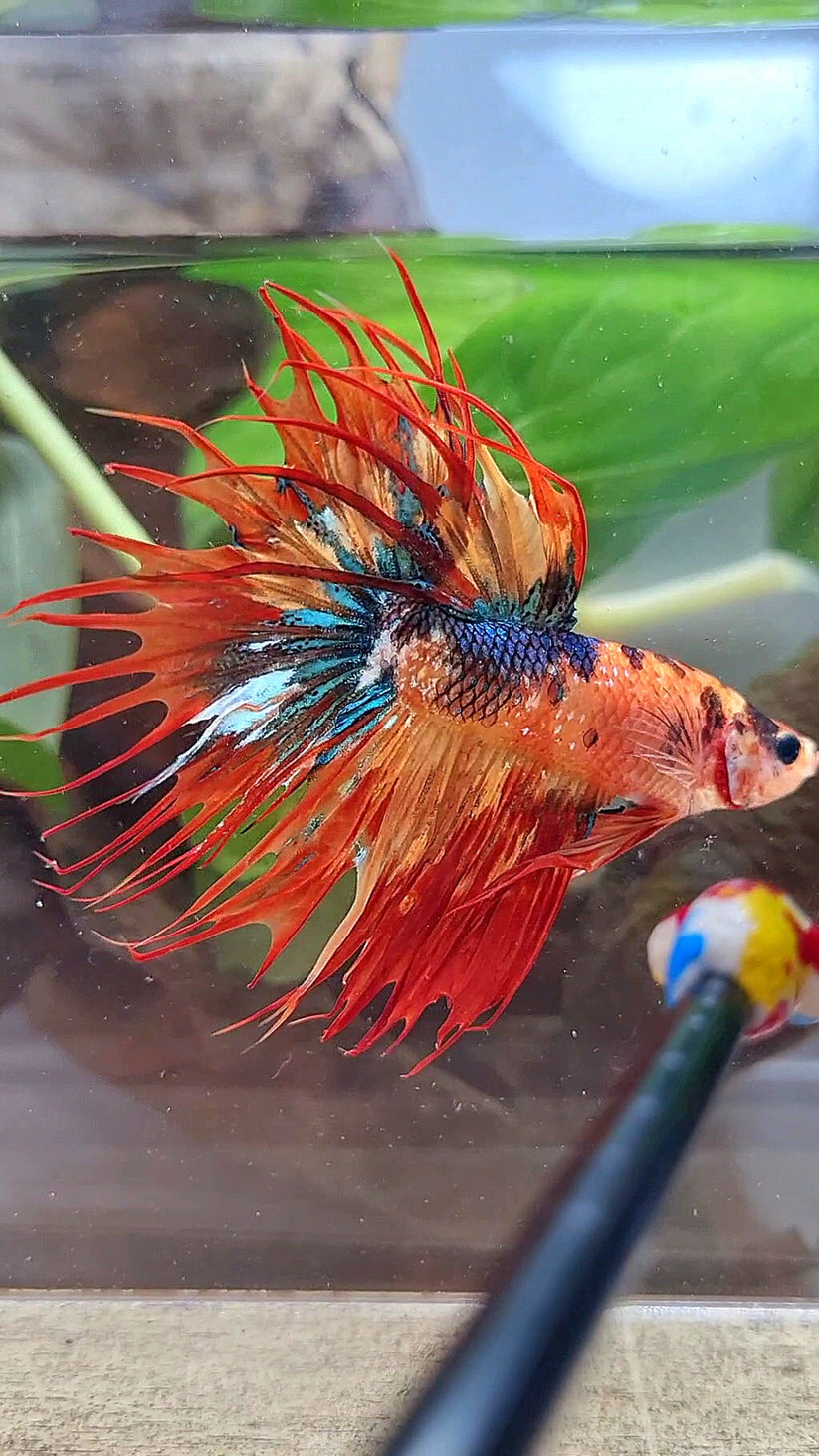 CROWNTAIL SUPER MULTICOLOR FIRE BETTA FISH – Rare Betta Fish Store