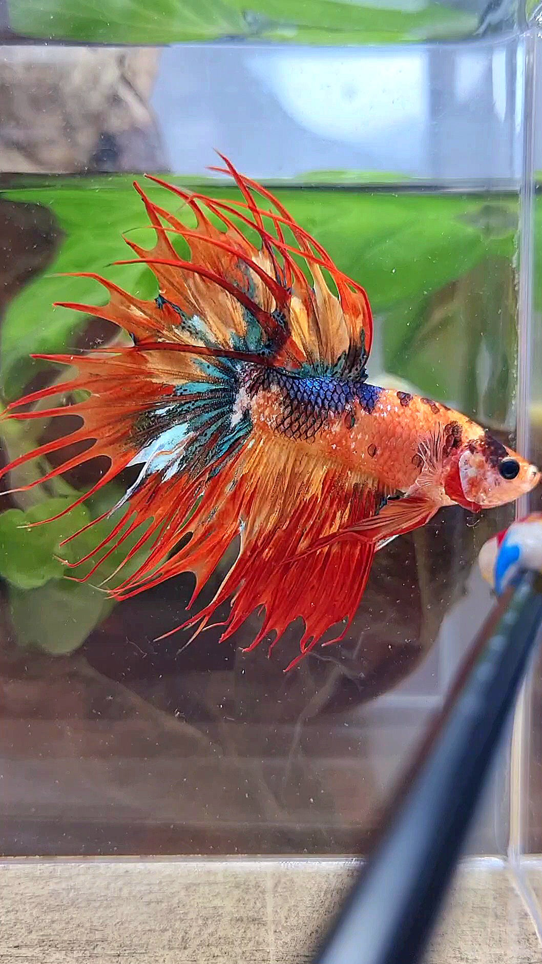 CROWNTAIL SUPER MULTICOLOR FIRE BETTA FISH