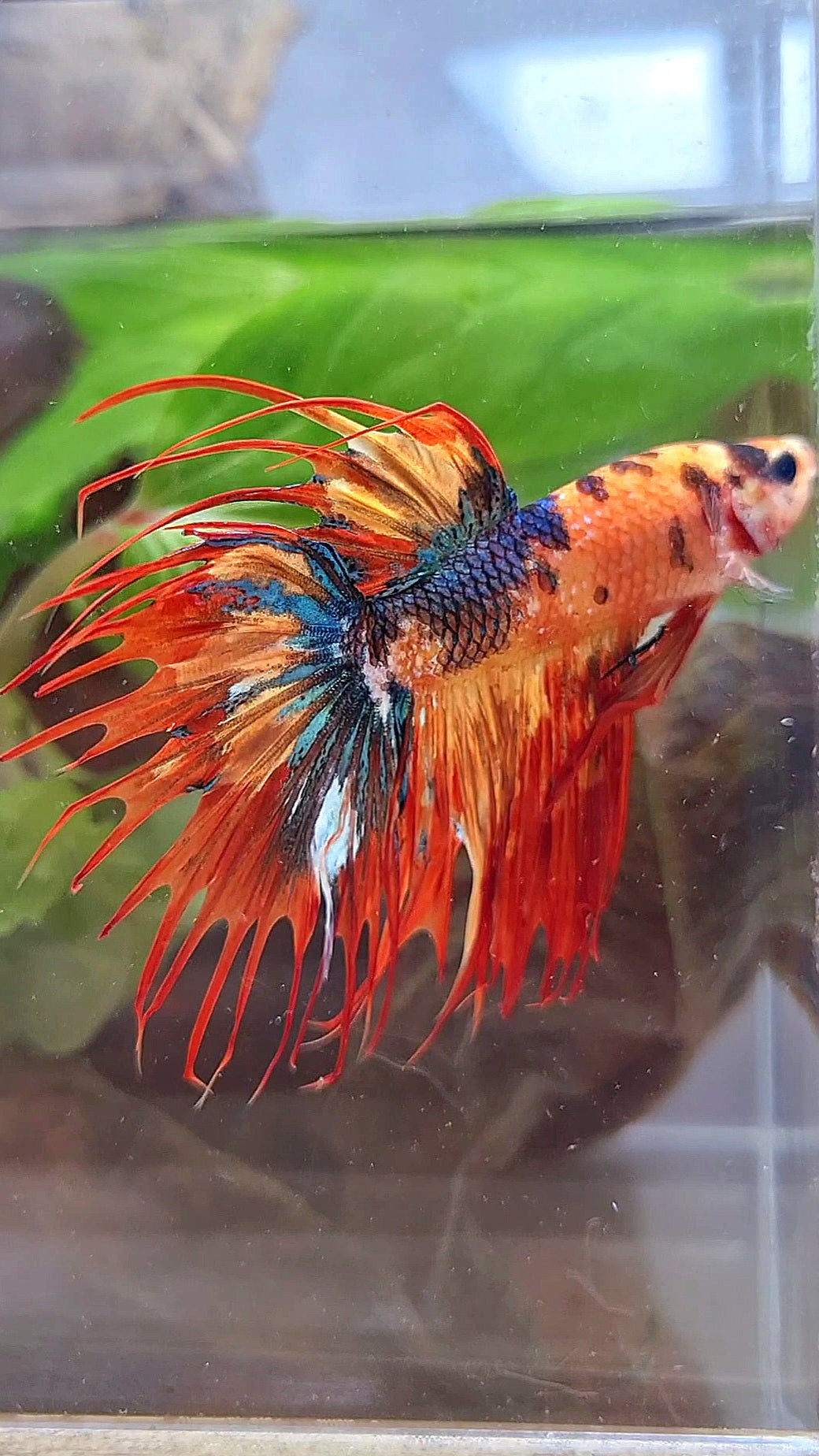 CROWNTAIL SUPER MULTICOLOR FIRE BETTA FISH