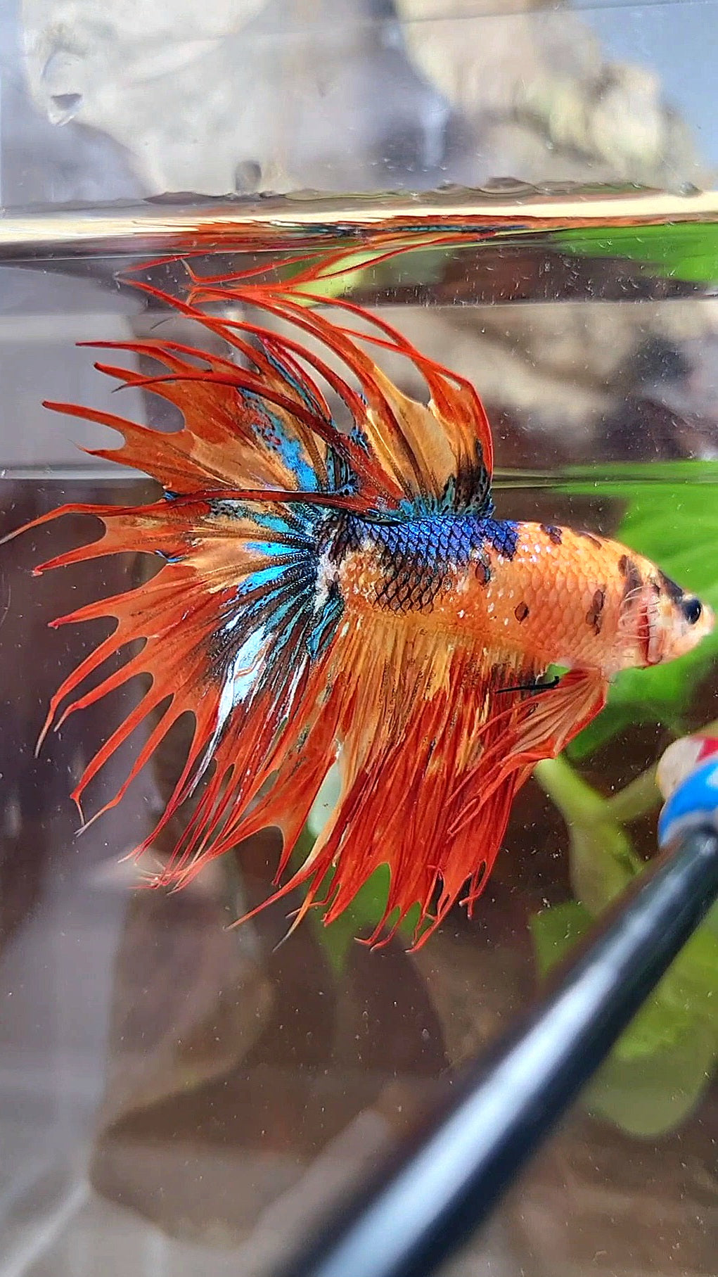 CROWNTAIL SUPER MULTICOLOR FIRE BETTA FISH