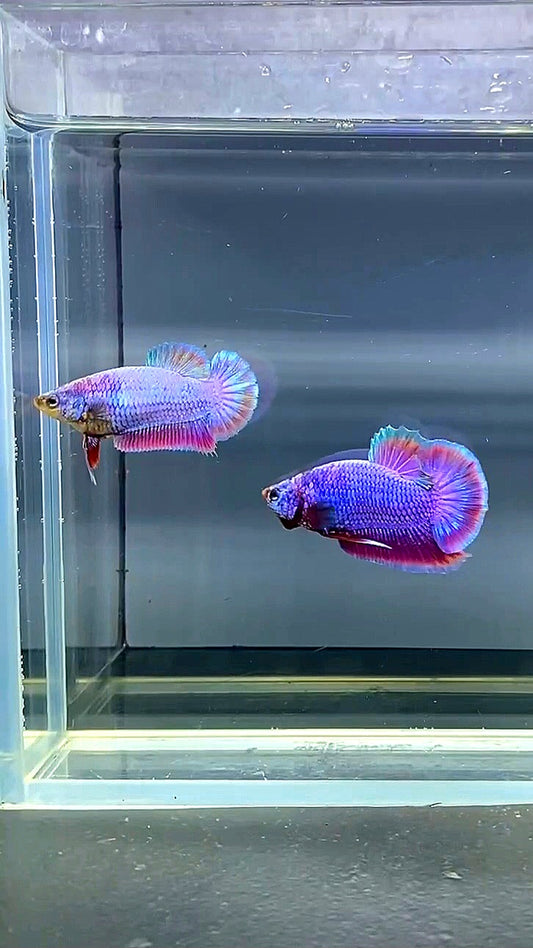 2 FISH MALE FEMALE PURPLE UNICORN BETTA FISH