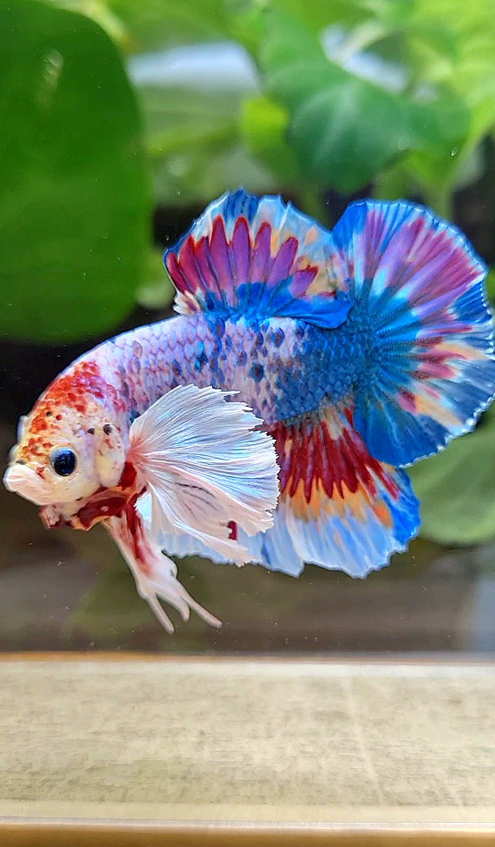 LUXURY HMPK SUPER DUMBO EAR METTALIC MULTICOLOR BETTA FISH