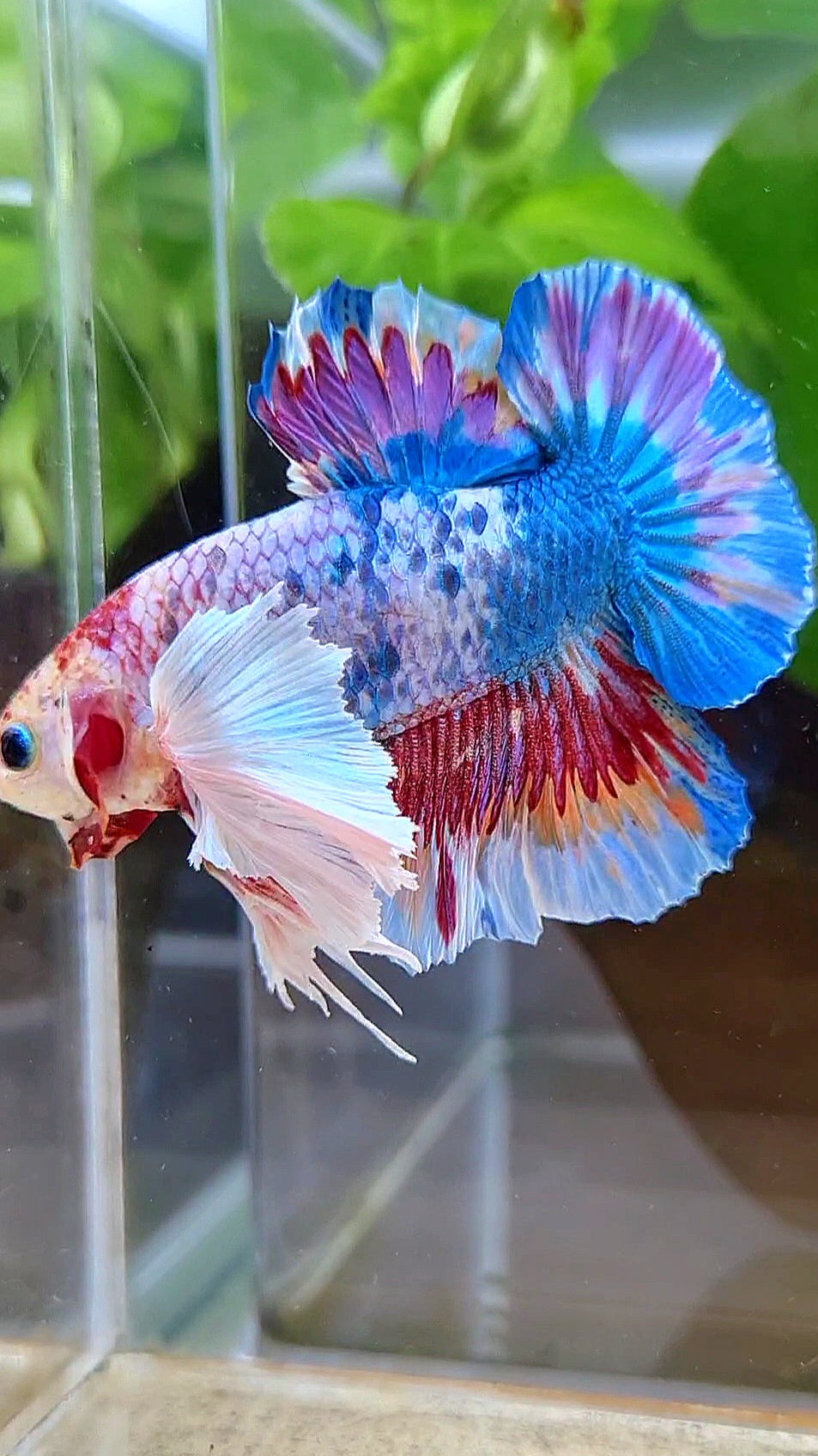 LUXURY HMPK SUPER DUMBO EAR METTALIC MULTICOLOR BETTA FISH