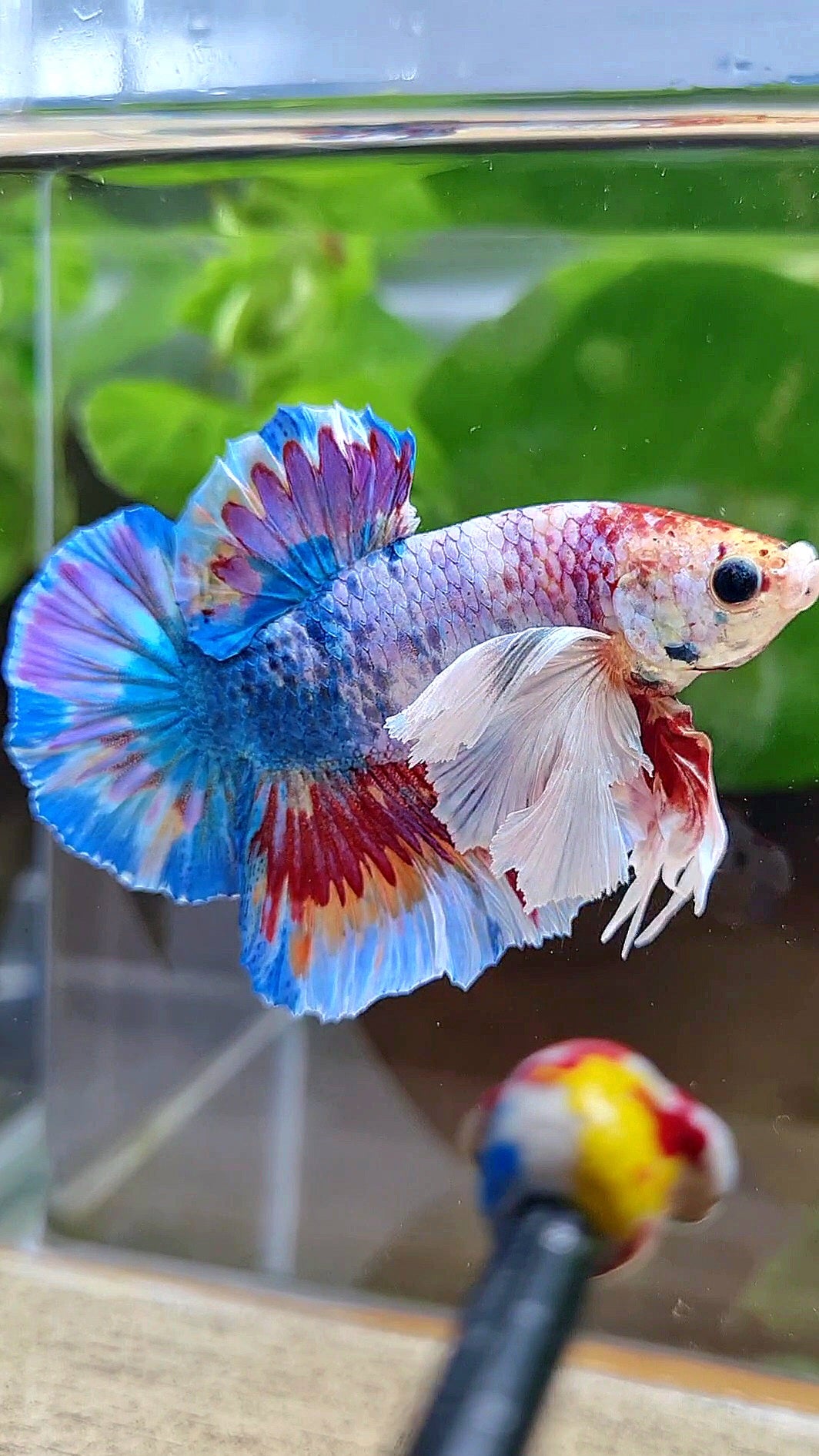 LUXURY HMPK SUPER DUMBO EAR METTALIC MULTICOLOR BETTA FISH