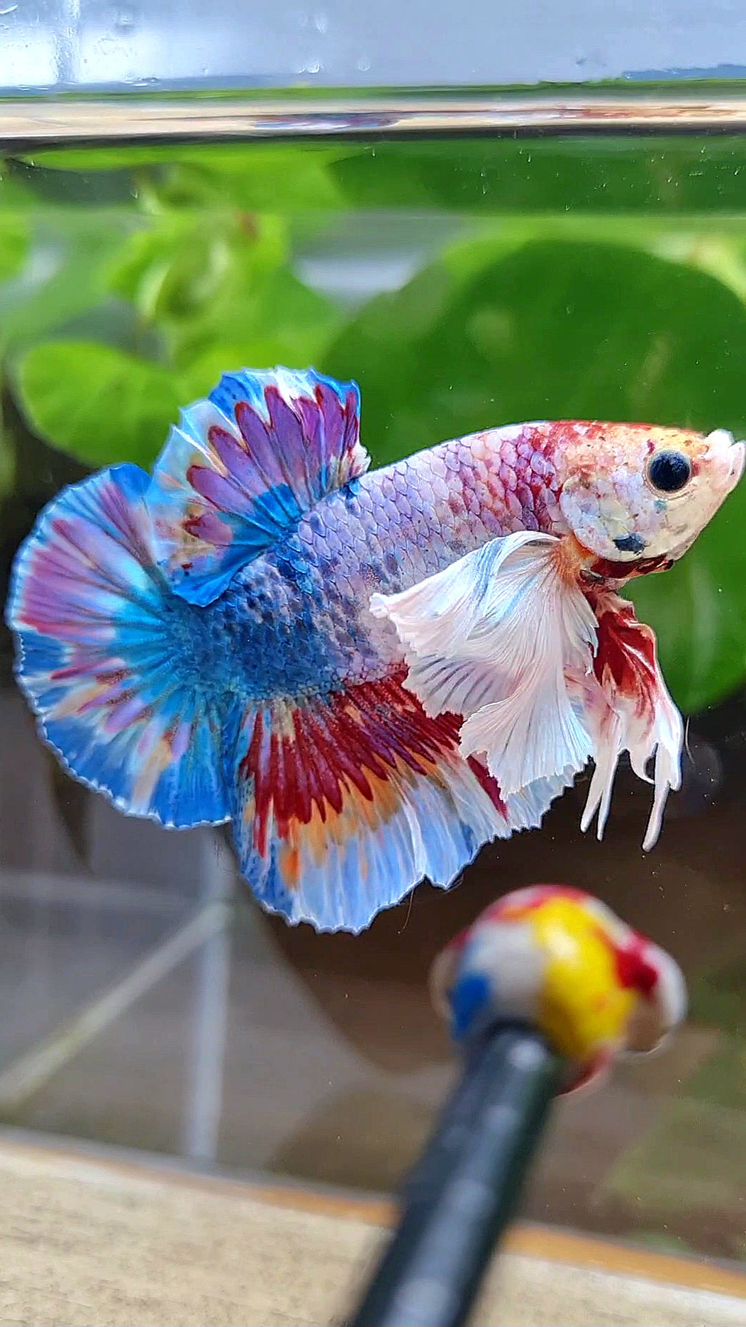 LUXURY HMPK SUPER DUMBO EAR METTALIC MULTICOLOR BETTA FISH