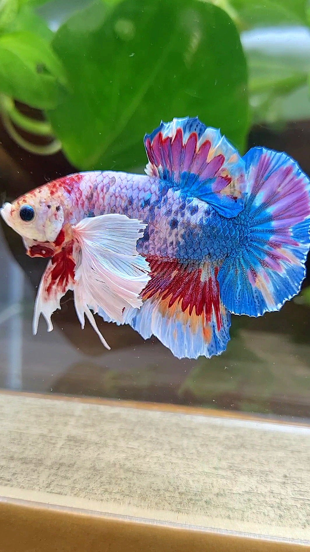 LUXURY HMPK SUPER DUMBO EAR METTALIC MULTICOLOR BETTA FISH