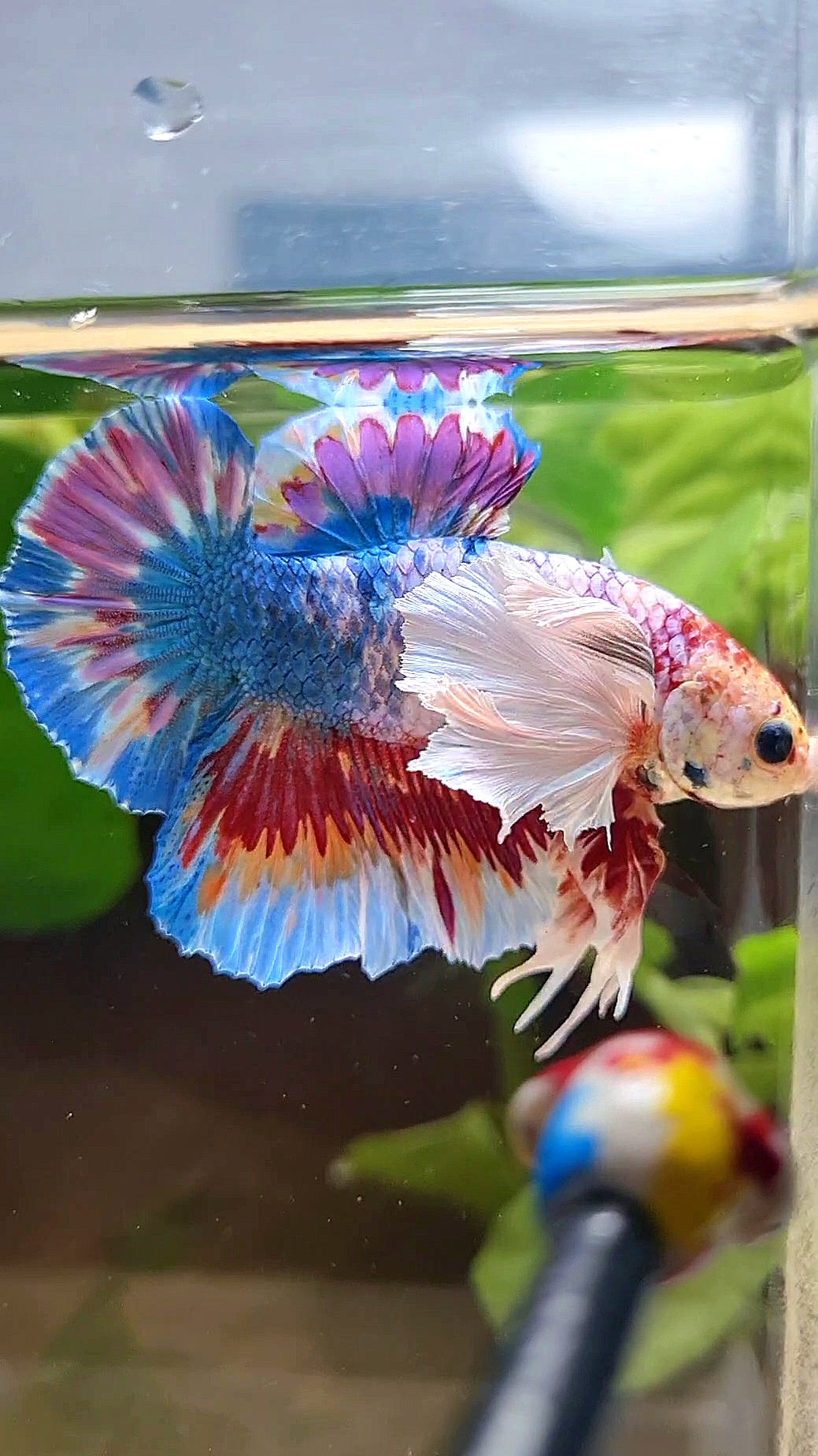 LUXURY HMPK SUPER DUMBO EAR METTALIC MULTICOLOR BETTA FISH