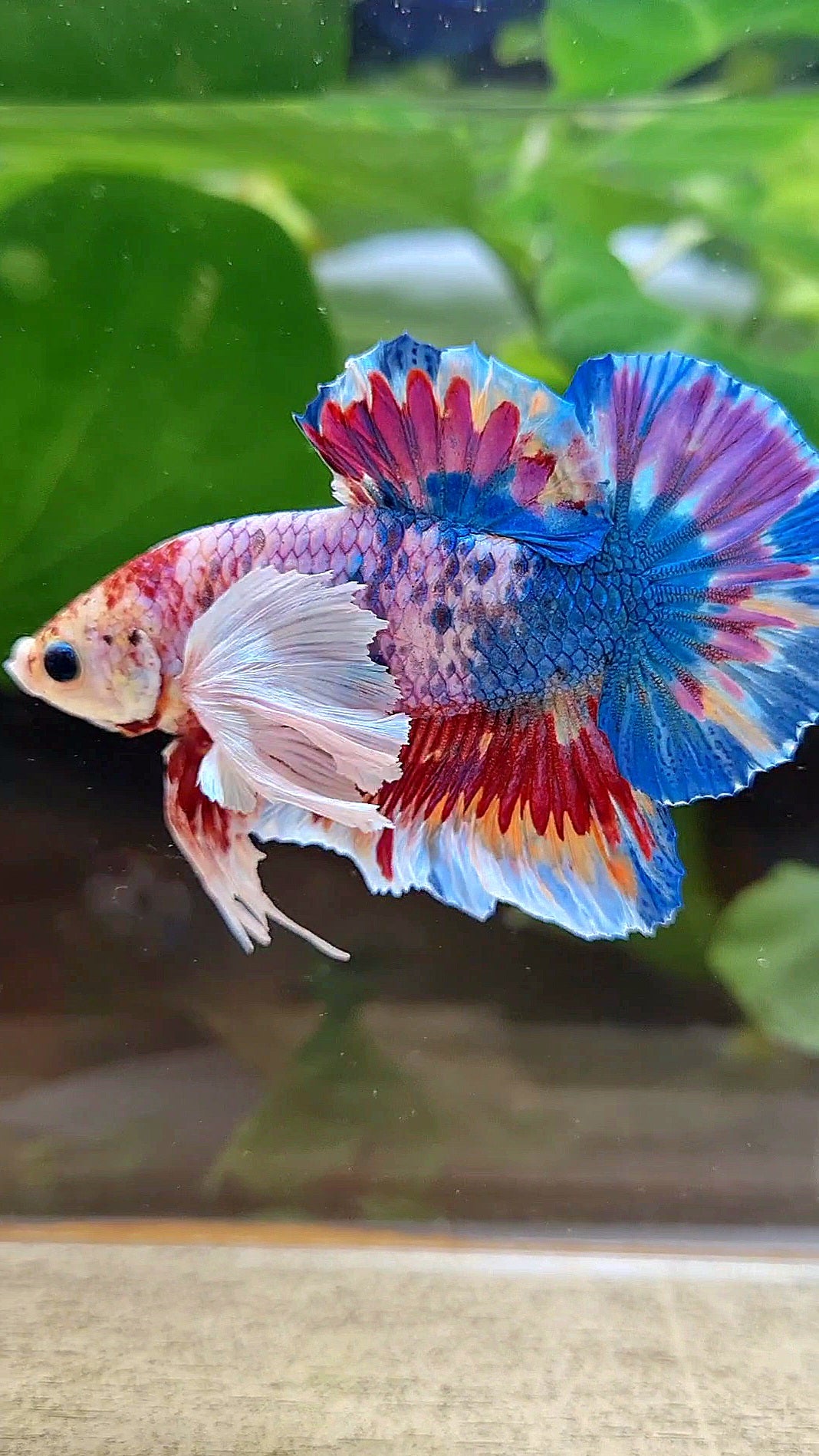 LUXURY HMPK SUPER DUMBO EAR METTALIC MULTICOLOR BETTA FISH