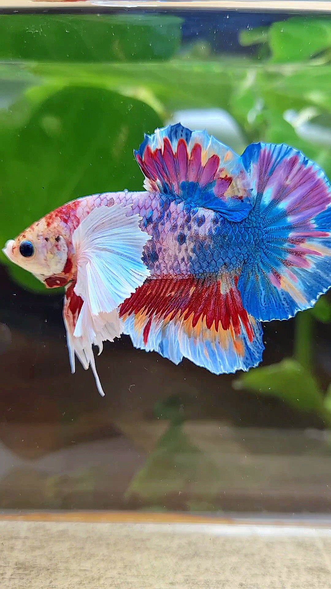 LUXURY HMPK SUPER DUMBO EAR METTALIC MULTICOLOR BETTA FISH