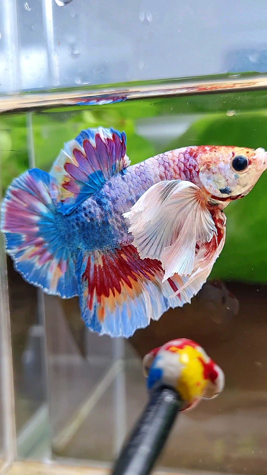 LUXURY HMPK SUPER DUMBO EAR METTALIC MULTICOLOR BETTA FISH