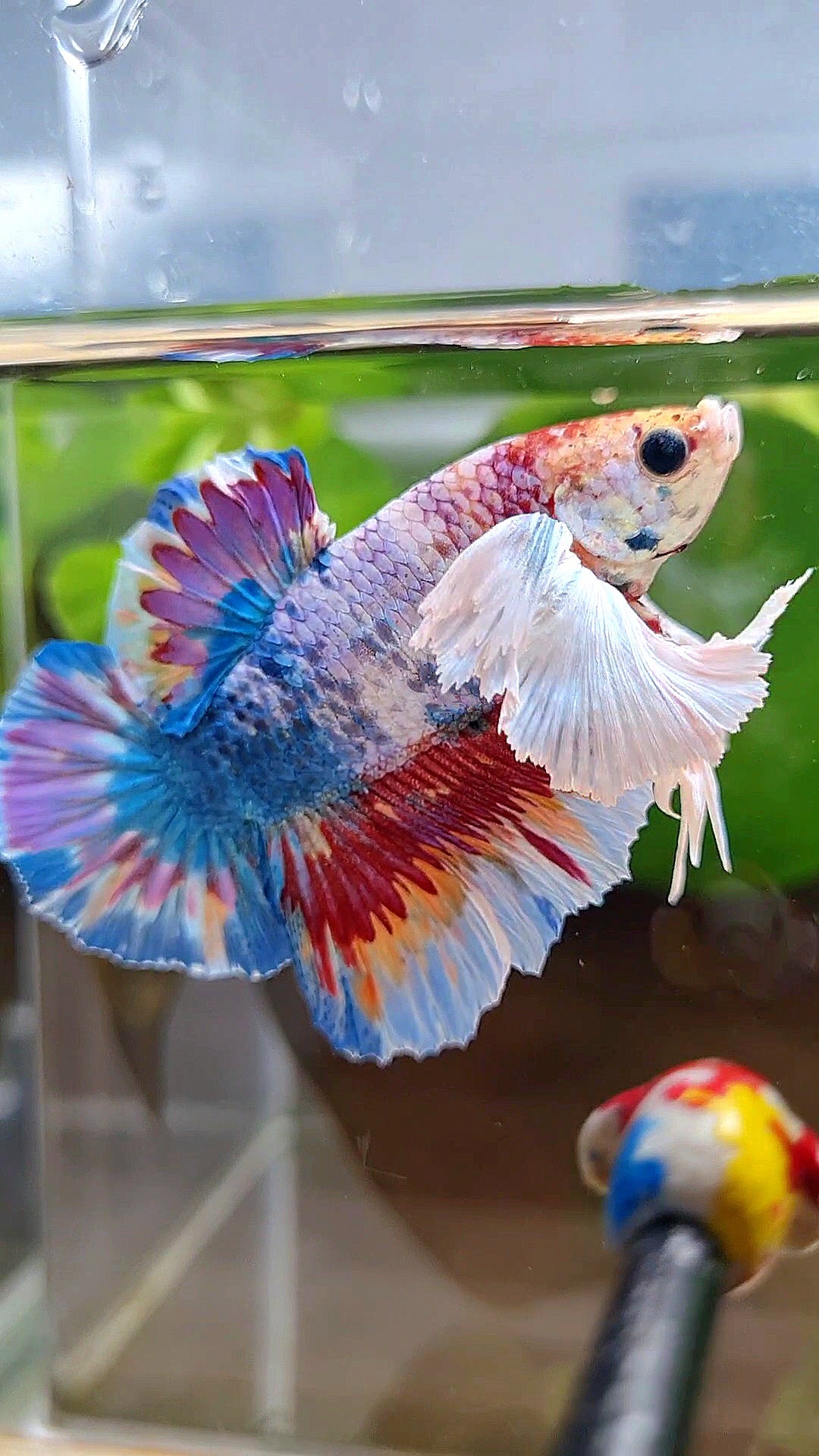 LUXURY HMPK SUPER DUMBO EAR METTALIC MULTICOLOR BETTA FISH