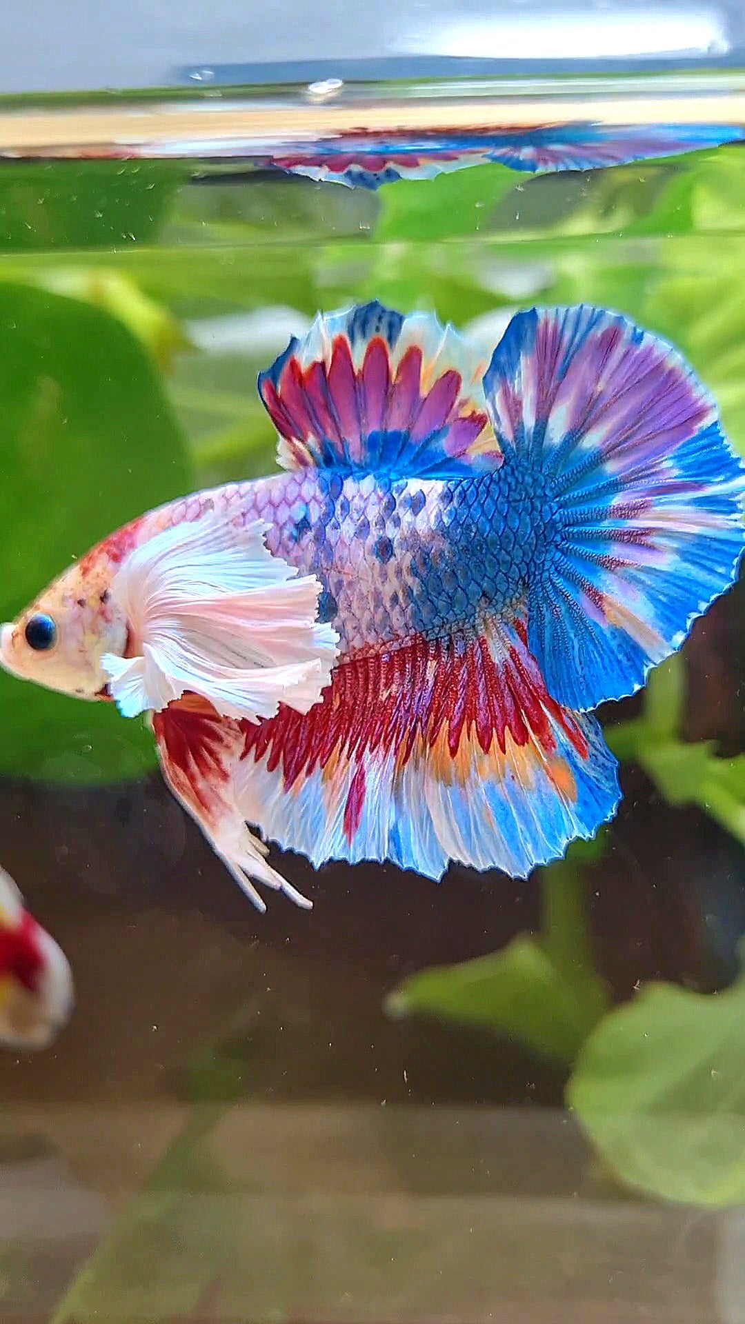 LUXURY HMPK SUPER DUMBO EAR METTALIC MULTICOLOR BETTA FISH