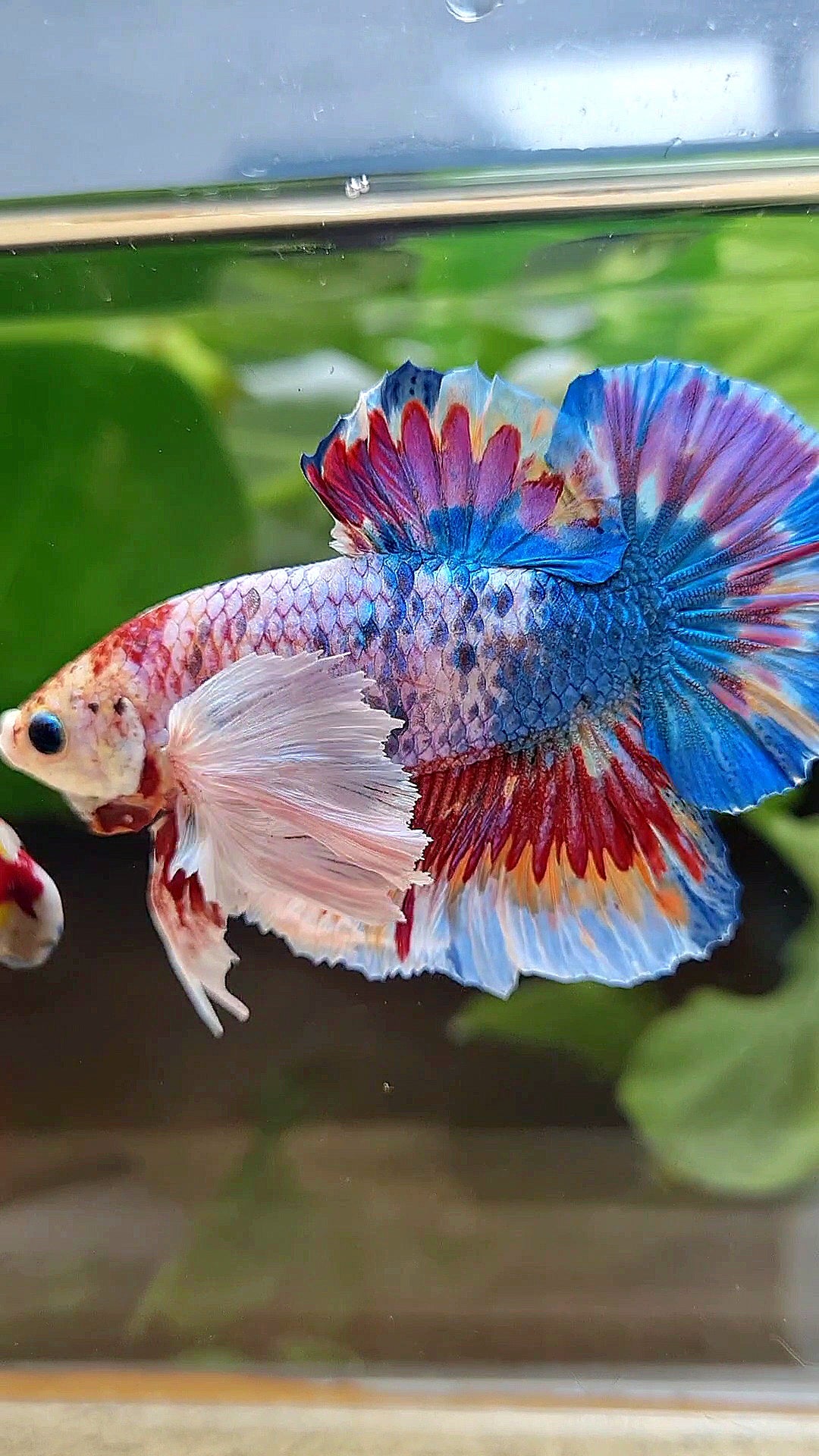 LUXURY HMPK SUPER DUMBO EAR METTALIC MULTICOLOR BETTA FISH