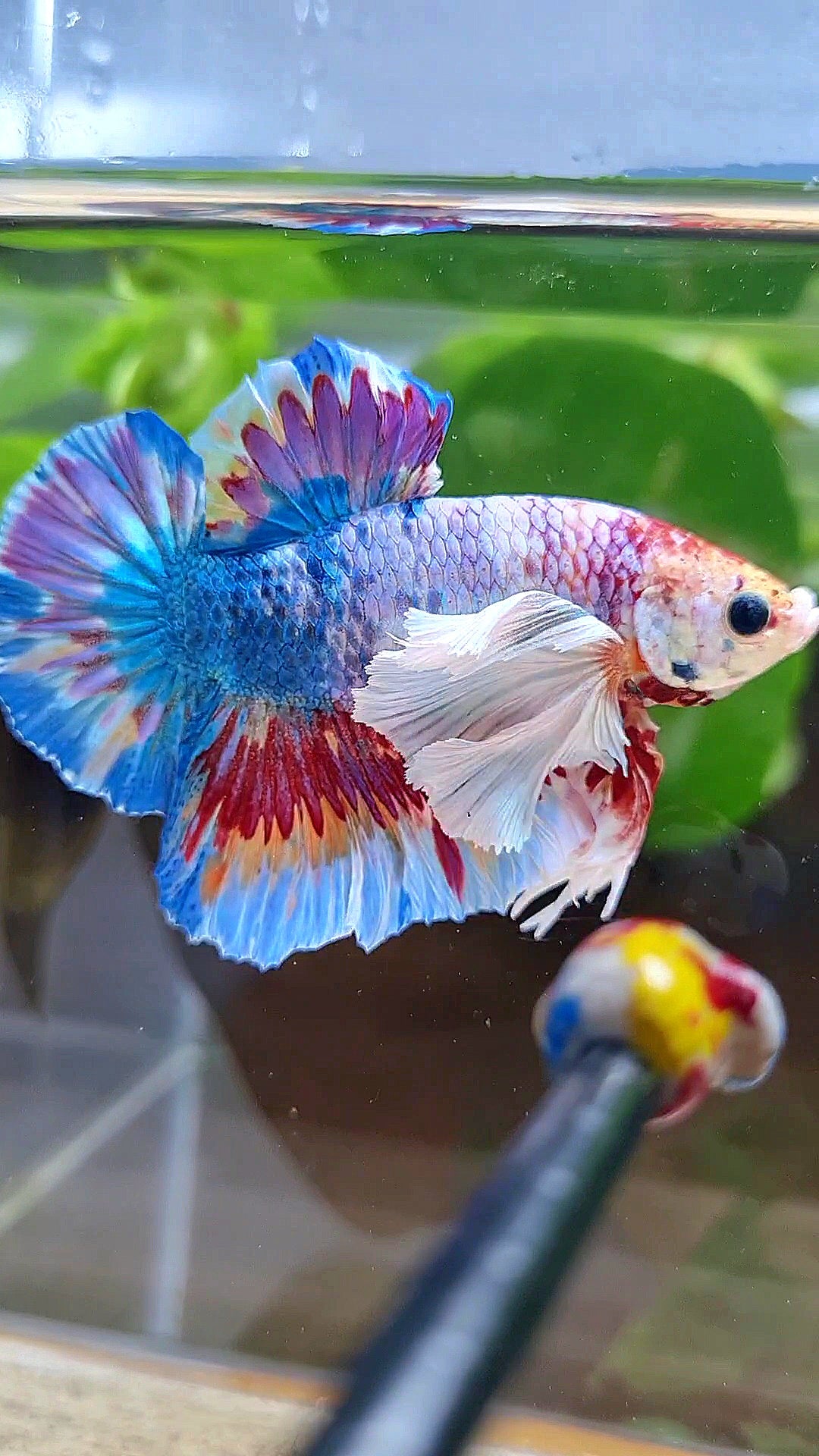 LUXURY HMPK SUPER DUMBO EAR METTALIC MULTICOLOR BETTA FISH