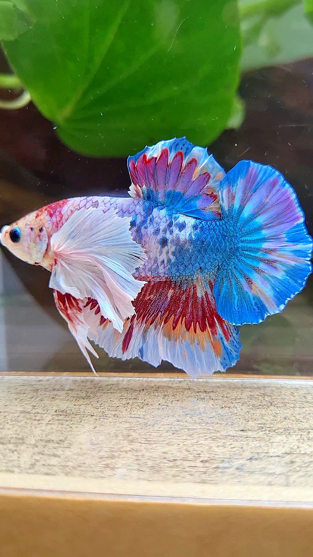 LUXURY HMPK SUPER DUMBO EAR METTALIC MULTICOLOR BETTA FISH