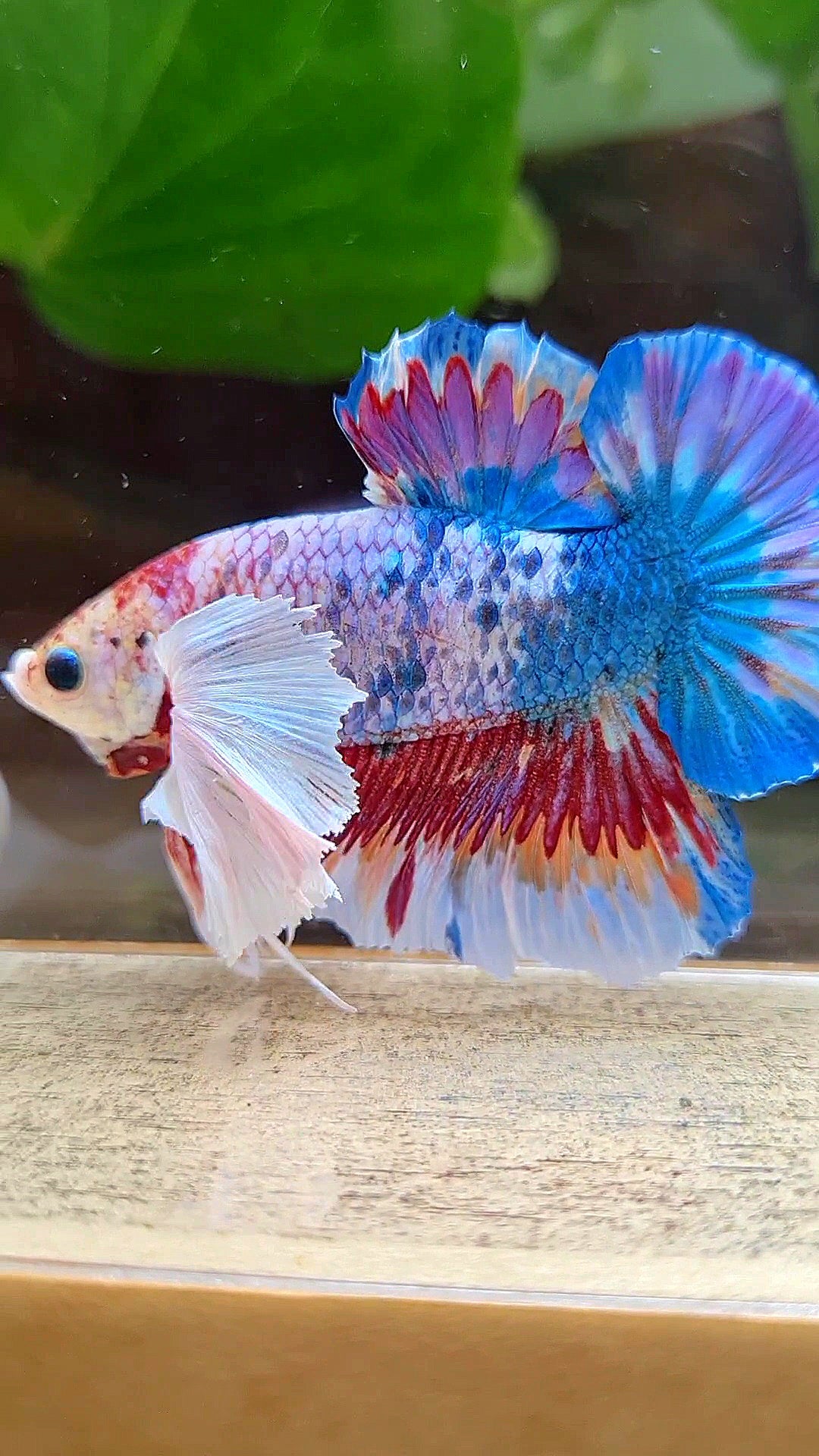 LUXURY HMPK SUPER DUMBO EAR METTALIC MULTICOLOR BETTA FISH