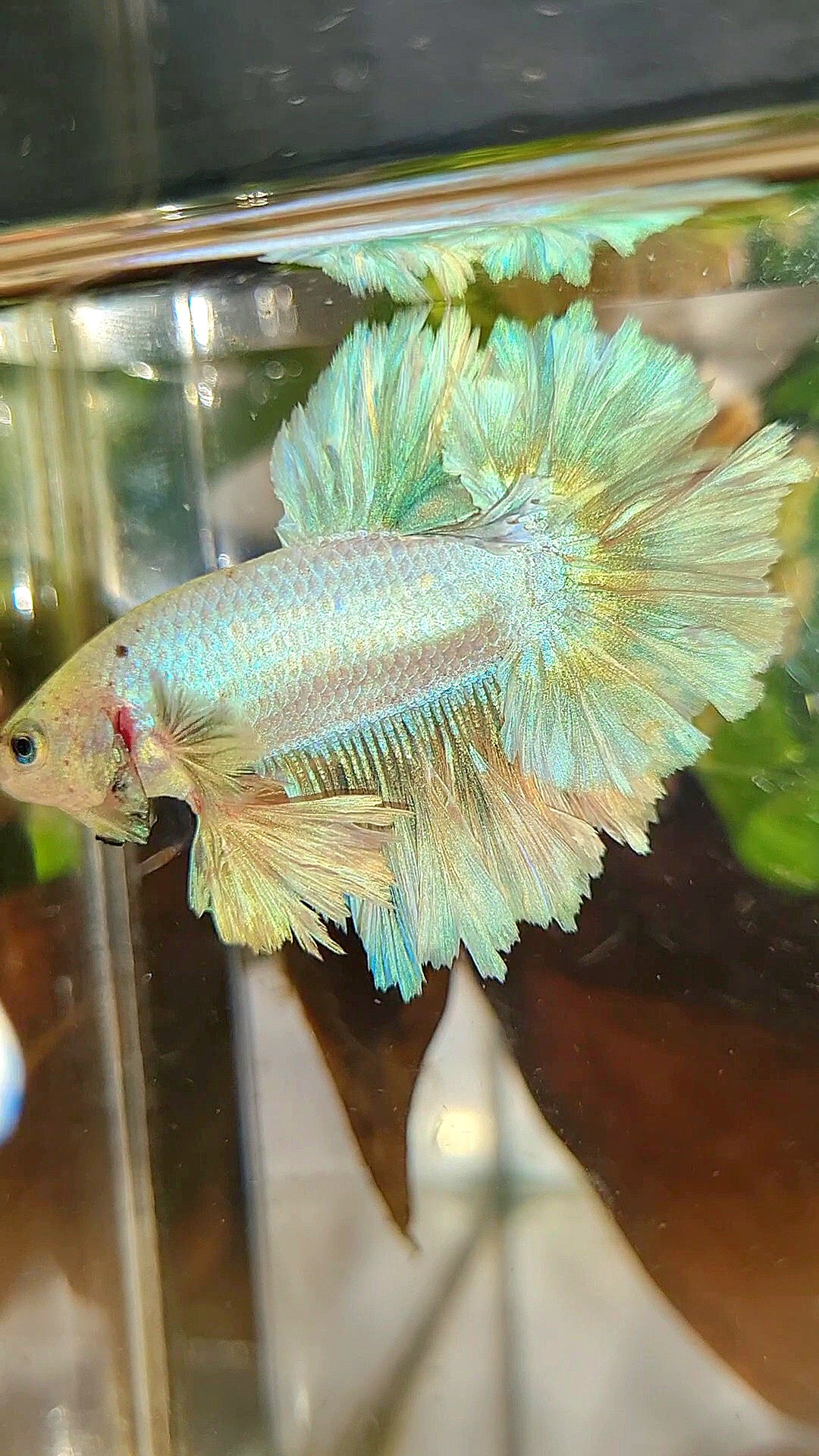 KING FEATHER TAIL HALFMOON WHITE UNICORN PEACH BETTA FISH