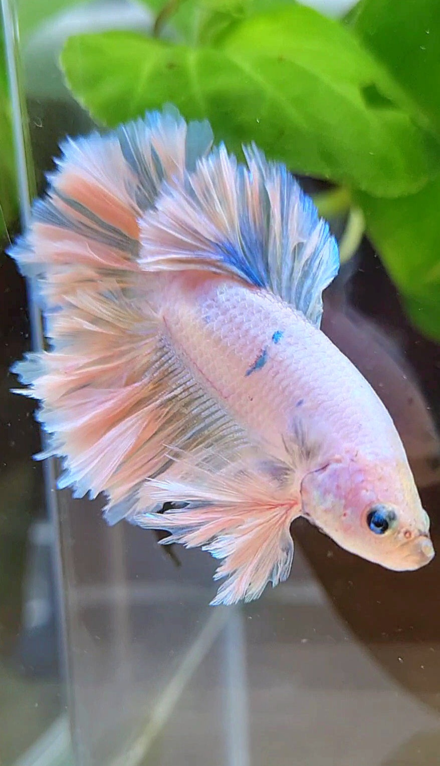 KING FEATHER TAIL HALFMOON WHITE UNICORN PEACH BETTA FISH