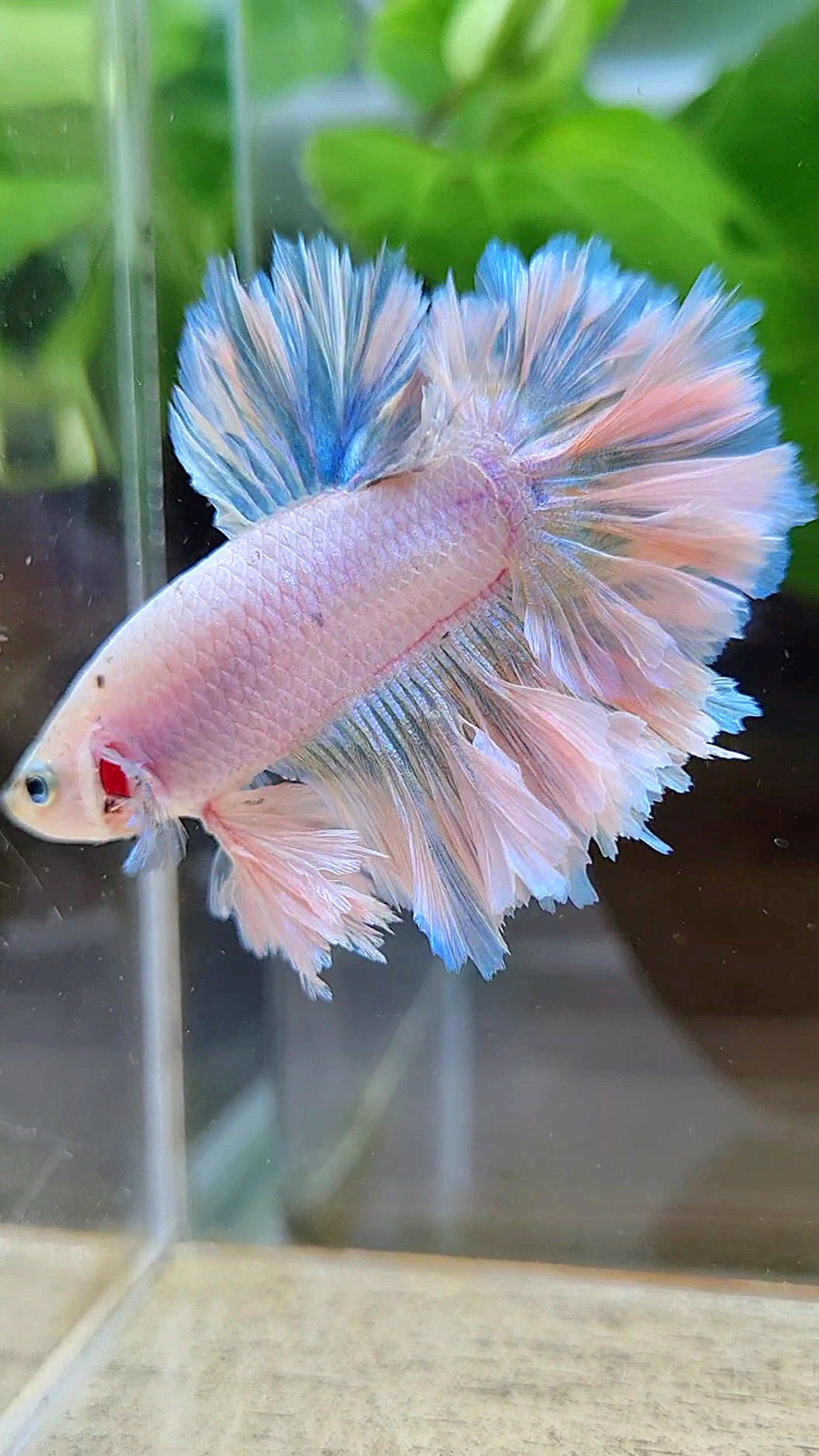 KING FEATHER TAIL HALFMOON WHITE UNICORN PEACH BETTA FISH
