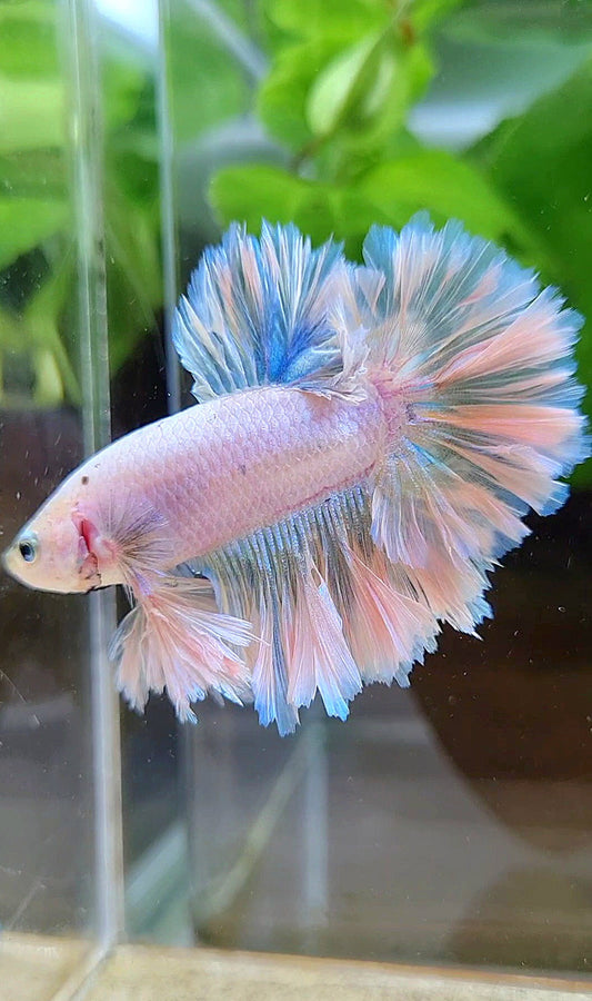 KING FEATHER TAIL HALFMOON WHITE UNICORN PEACH BETTA FISH