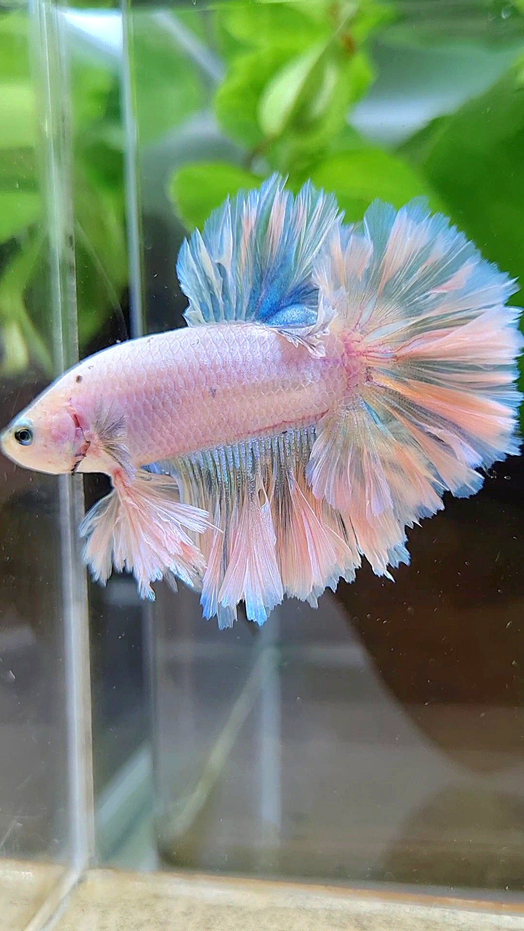 KING FEATHER TAIL HALFMOON WHITE UNICORN PEACH BETTA FISH