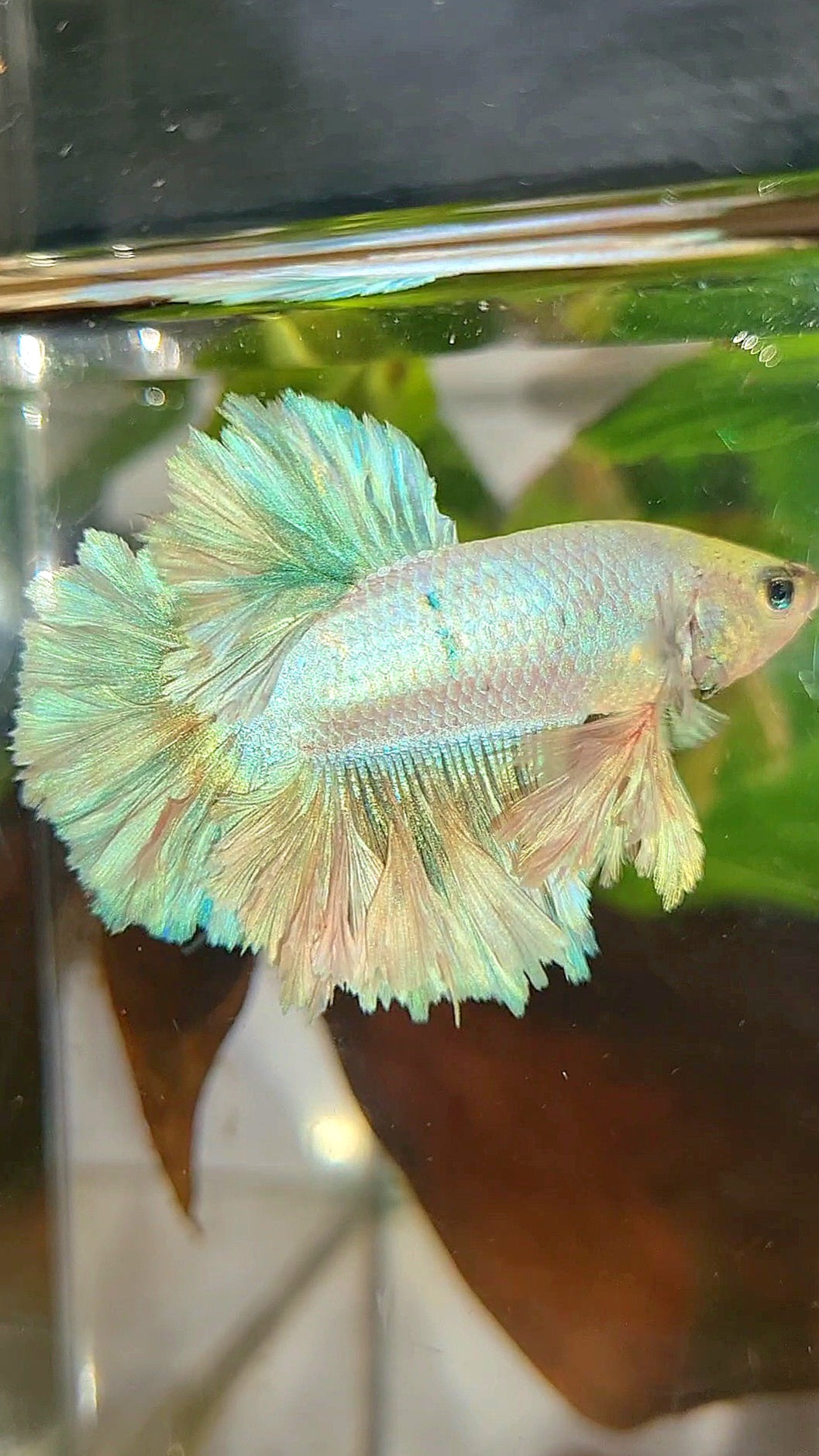 KING FEATHER TAIL HALFMOON WHITE UNICORN PEACH BETTA FISH