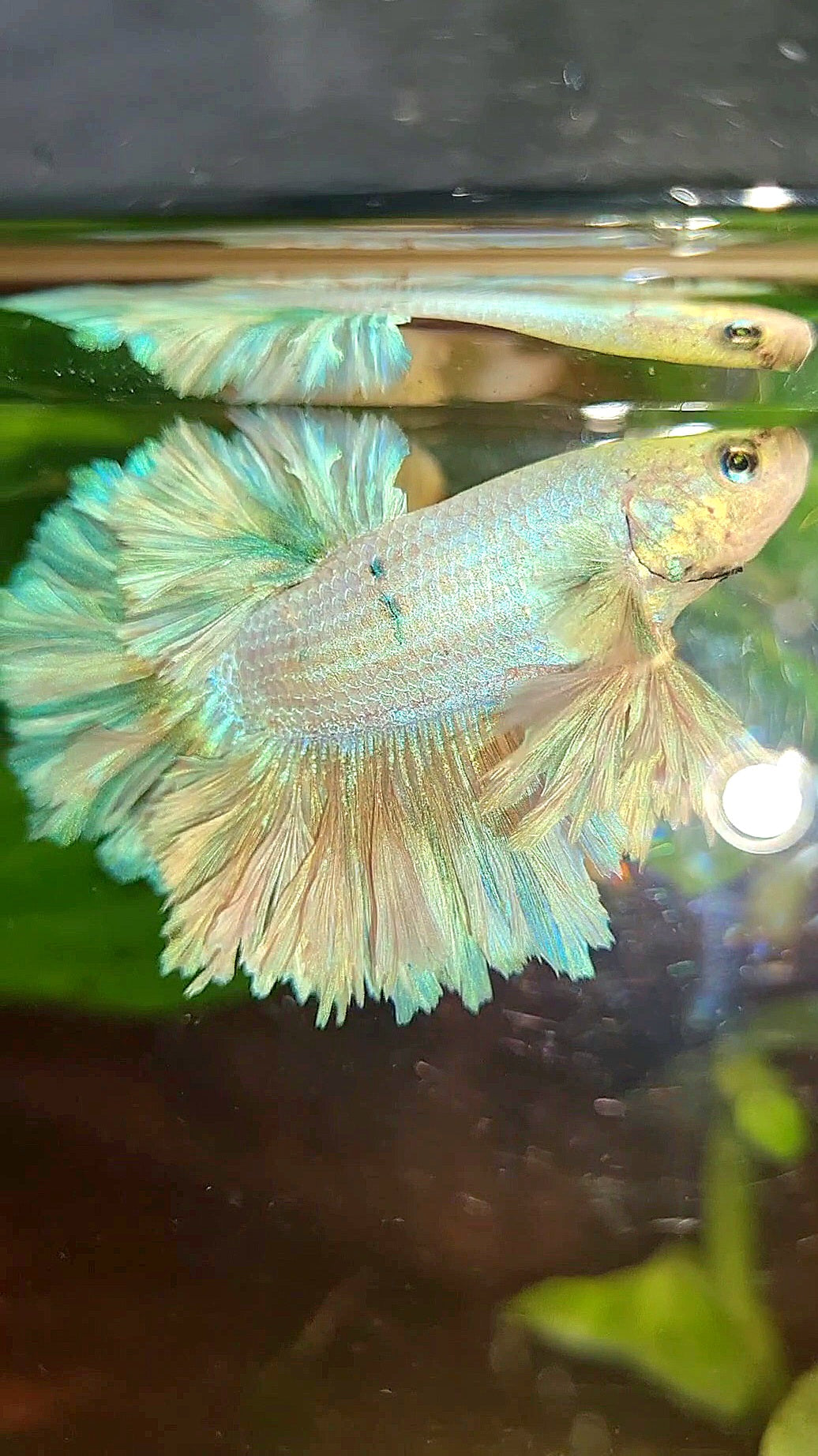 KING FEATHER TAIL HALFMOON WHITE UNICORN PEACH BETTA FISH